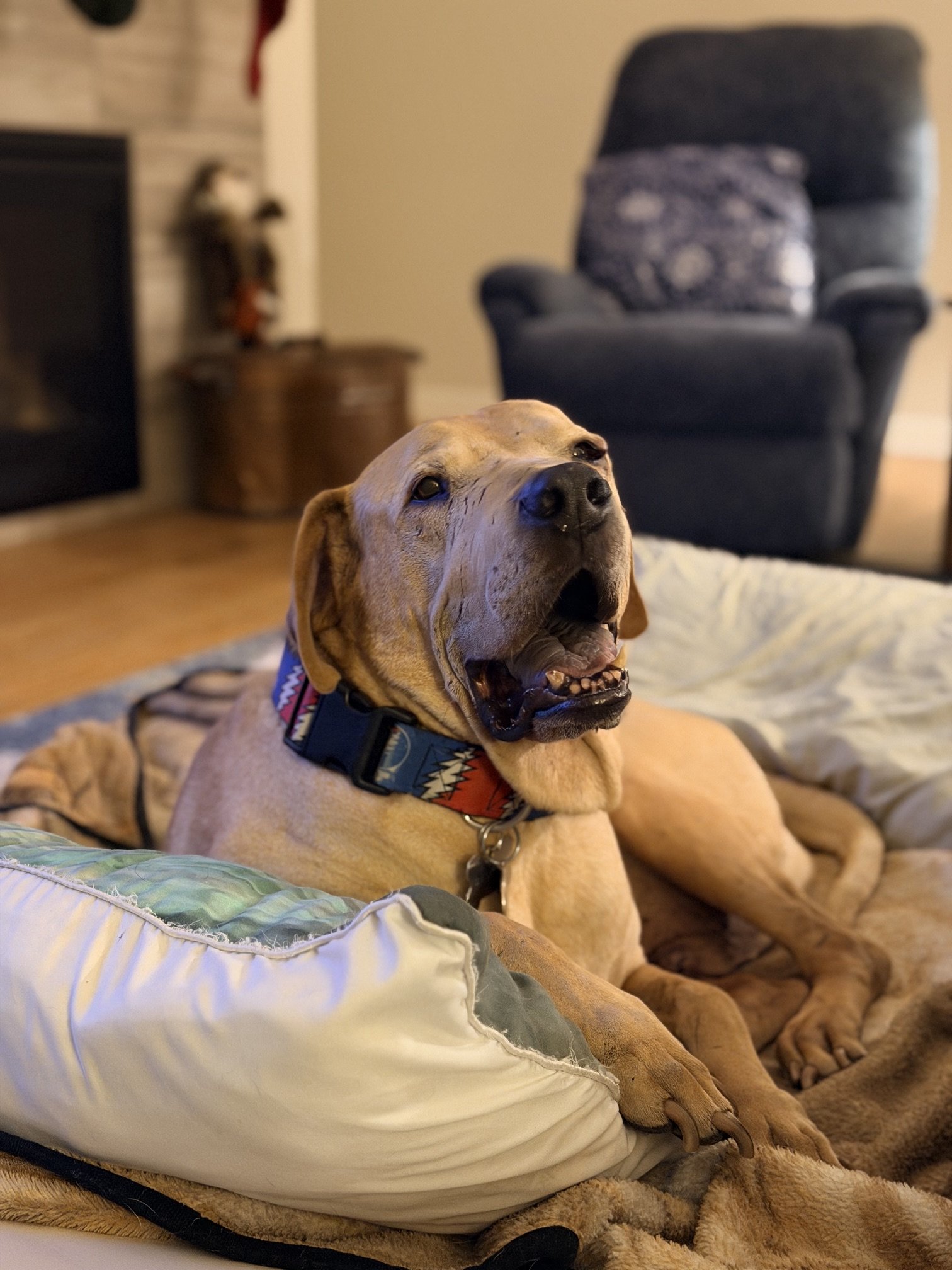 Meet Samson