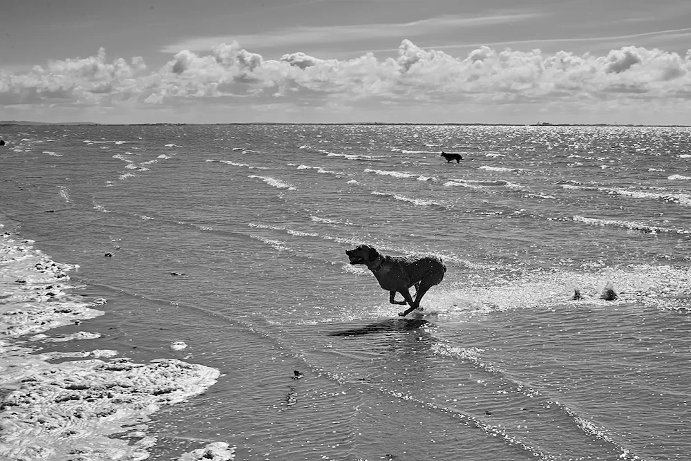 northwest-coast-dog-running-shallow-water-beach-bw.webp