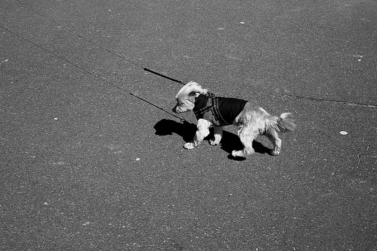 northwest-coast-small-dog-coat-tarmac-walking-bw..webp