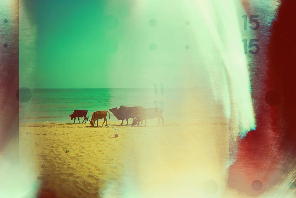 borrowed-light-holga-cross-processed-manchingkc.webp