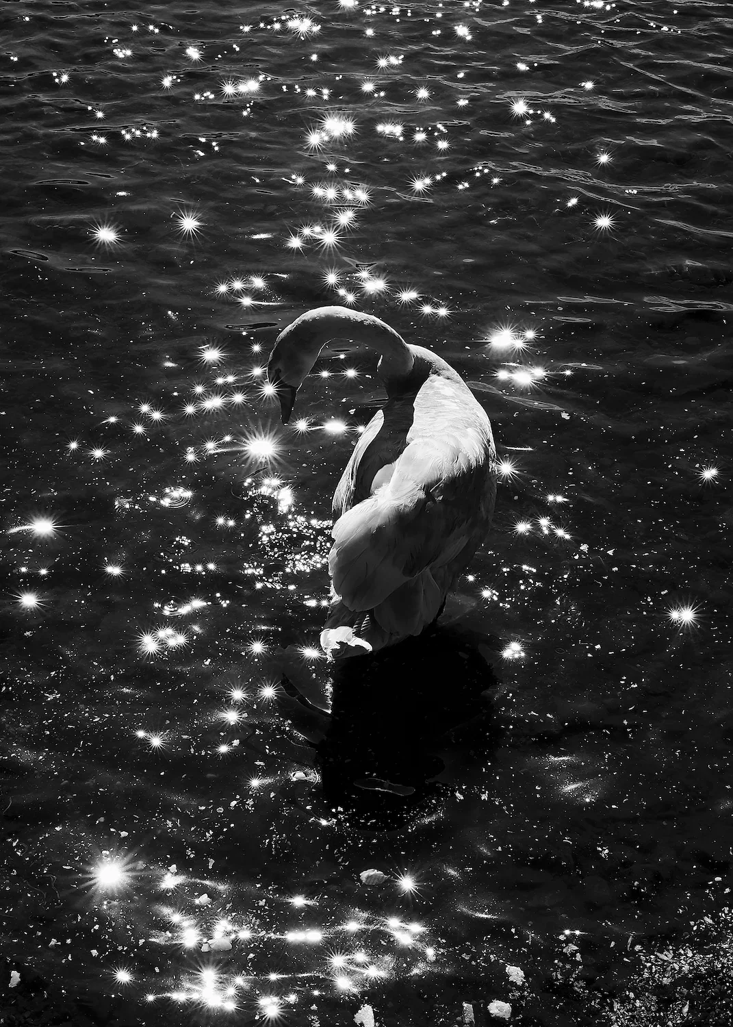 A minimalist black and white fine art photograph of a swan resting on a lake with dramatic star-shaped light reflections on the water surface, titled Silent Scintillation of Swan Lake by ManChingKC.
