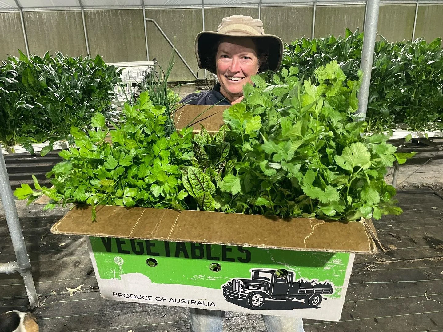 Smiling woman wearing a wide-brimmed hat tending to a box of fresh green vegetables in a greenhouse.