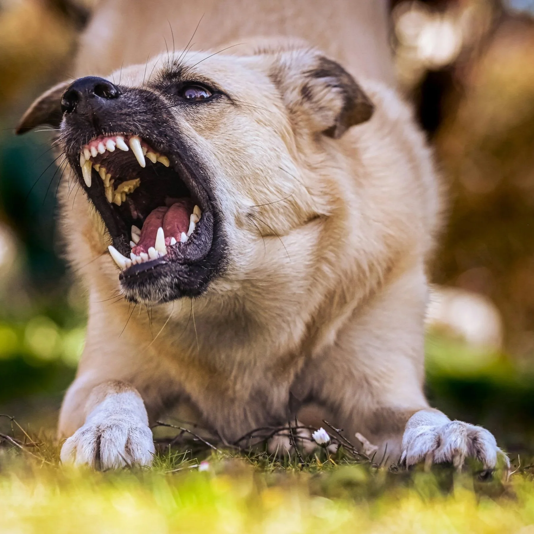 Close-up of a young, light-colored puppy with a black nose, showing its sharp teeth and pink tongue, sitting on grass with small white flowers.