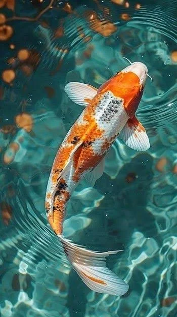 The Coi Fish 