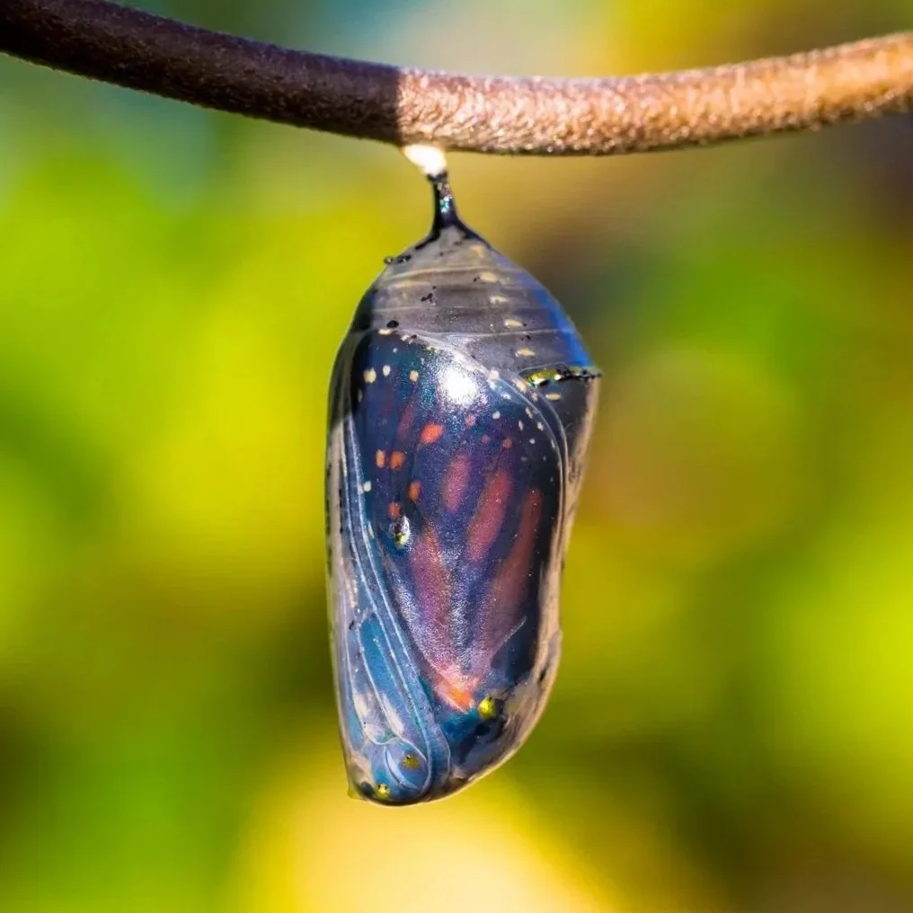 Close-up of a butterfly pupa hanging from a branch with a blurred green background.