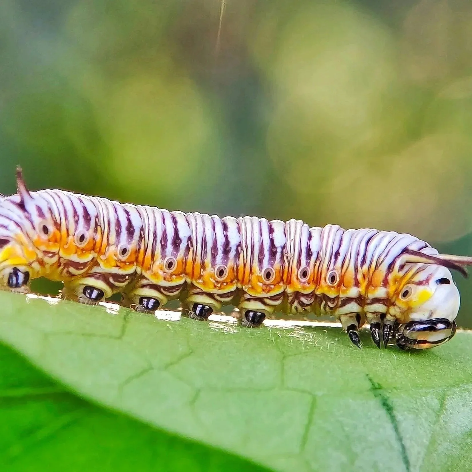 Close-up of a caterpillar walking on a green leaf with a blurred background.
