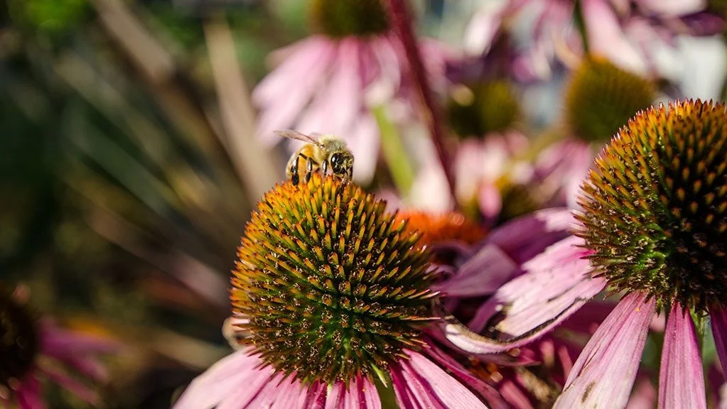 bee2-1024x678.jpg