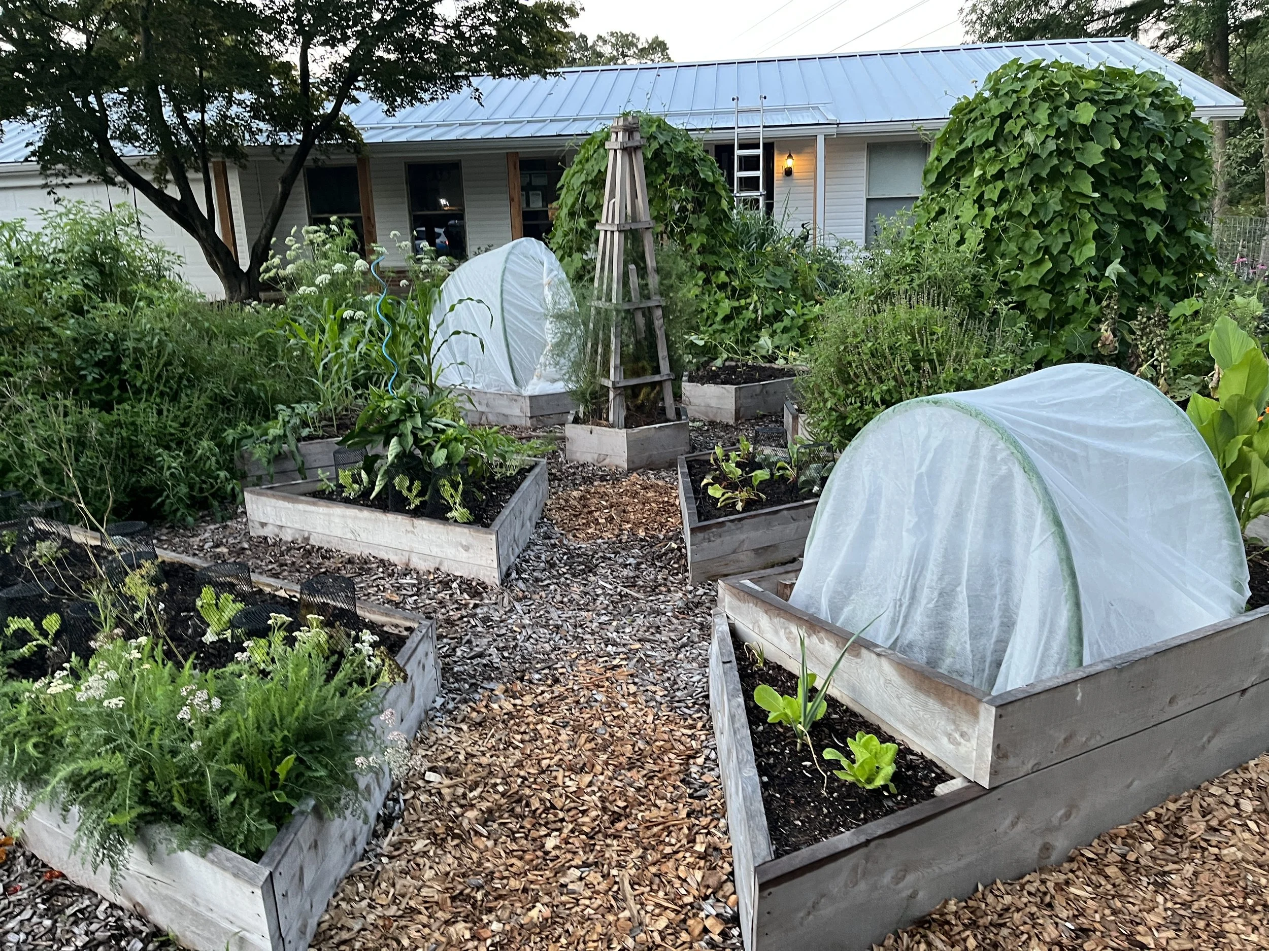 Sarah Veggie Garden.JPG