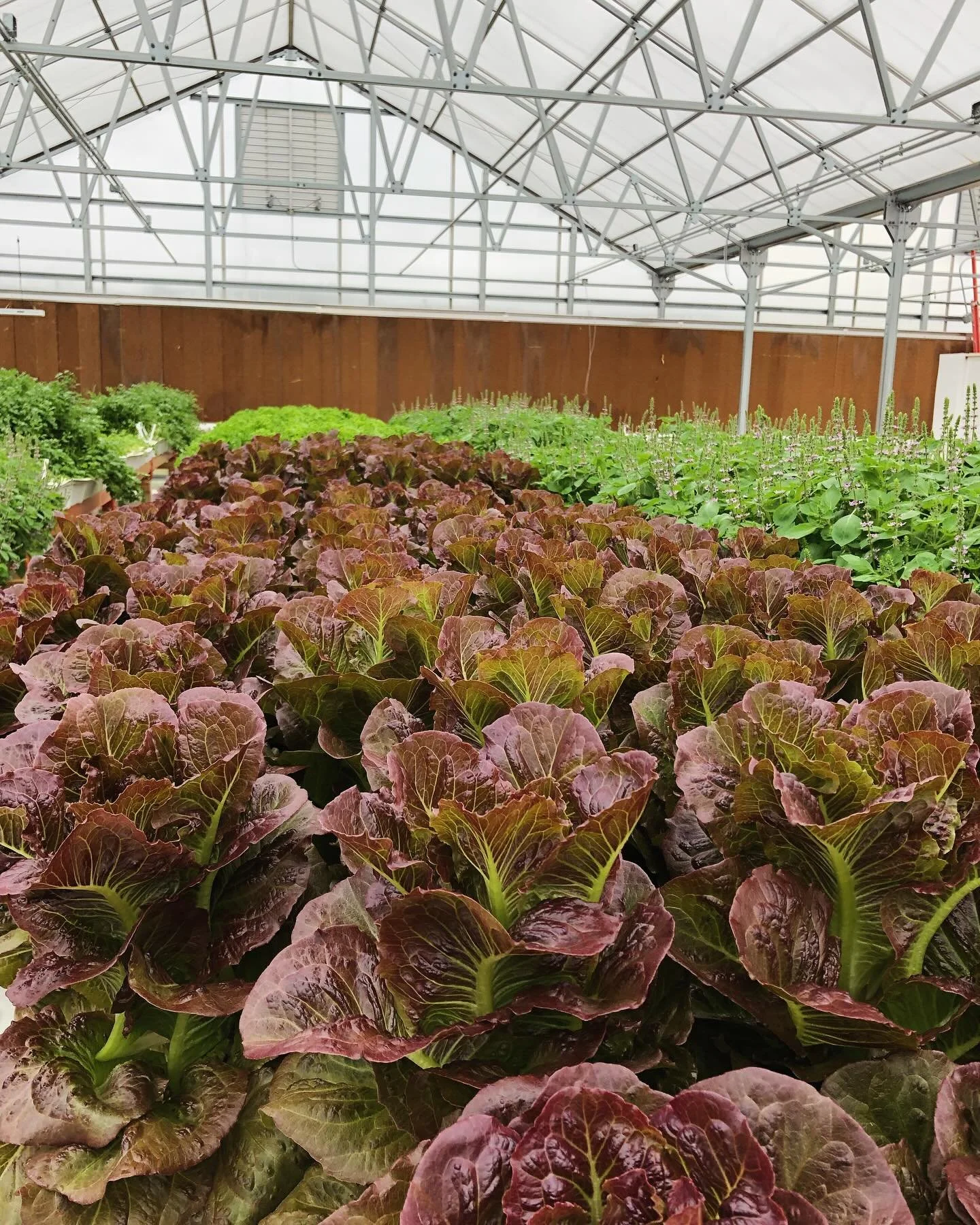 Good Morning 🌞 🌱 #pomegranatecrunchlettuce #romaine #romainelettuce #hydroponics #fresheats #health #fresh