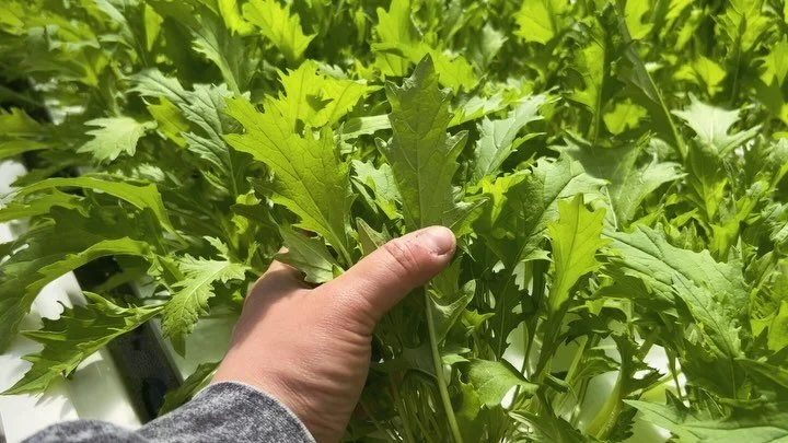 #fresh #mizuna #japanesevegetables #mizunasalad #hydroponics #freshHarvestallyear ☀️ ☀️ 🌿