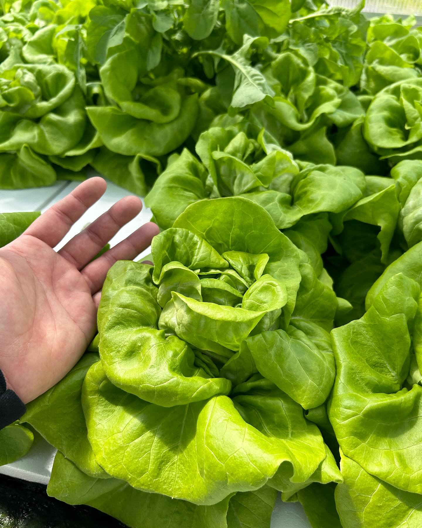 Our row of organic Boston hydro butter lettuce . #boston #bostonlettuce #hydroponics They&rsquo;re looking like bushes of roses 🌹