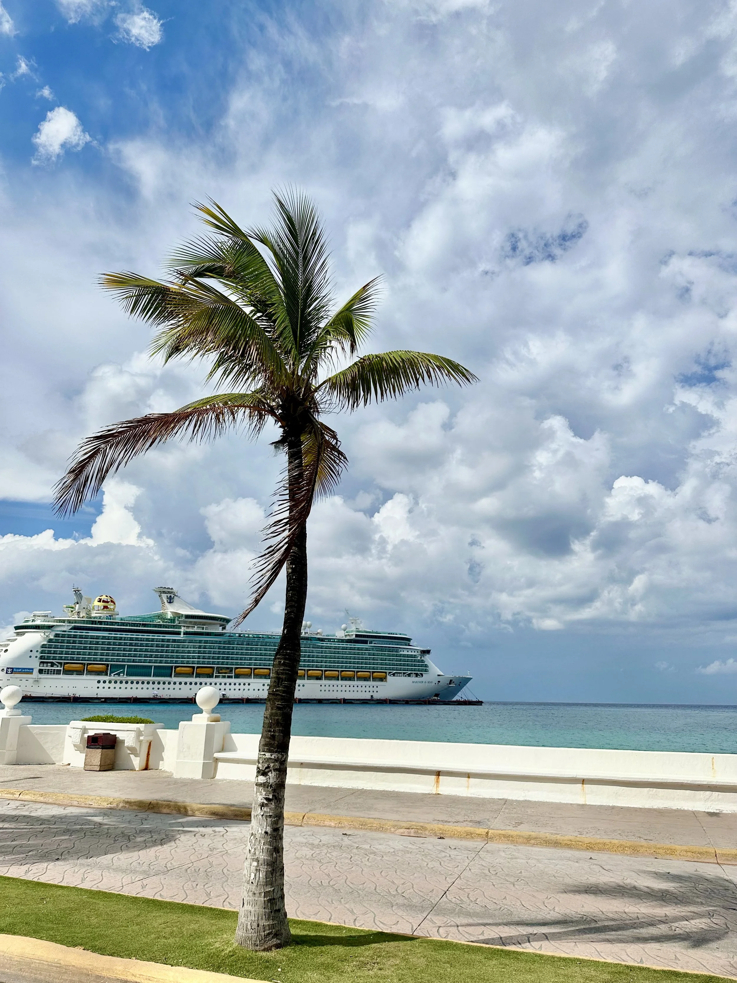 Palm Tree in front of cruise ship travel agent sol travel co