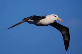 A flying bird with the body of a stork and the head of a black bird, set against a clear blue sky.