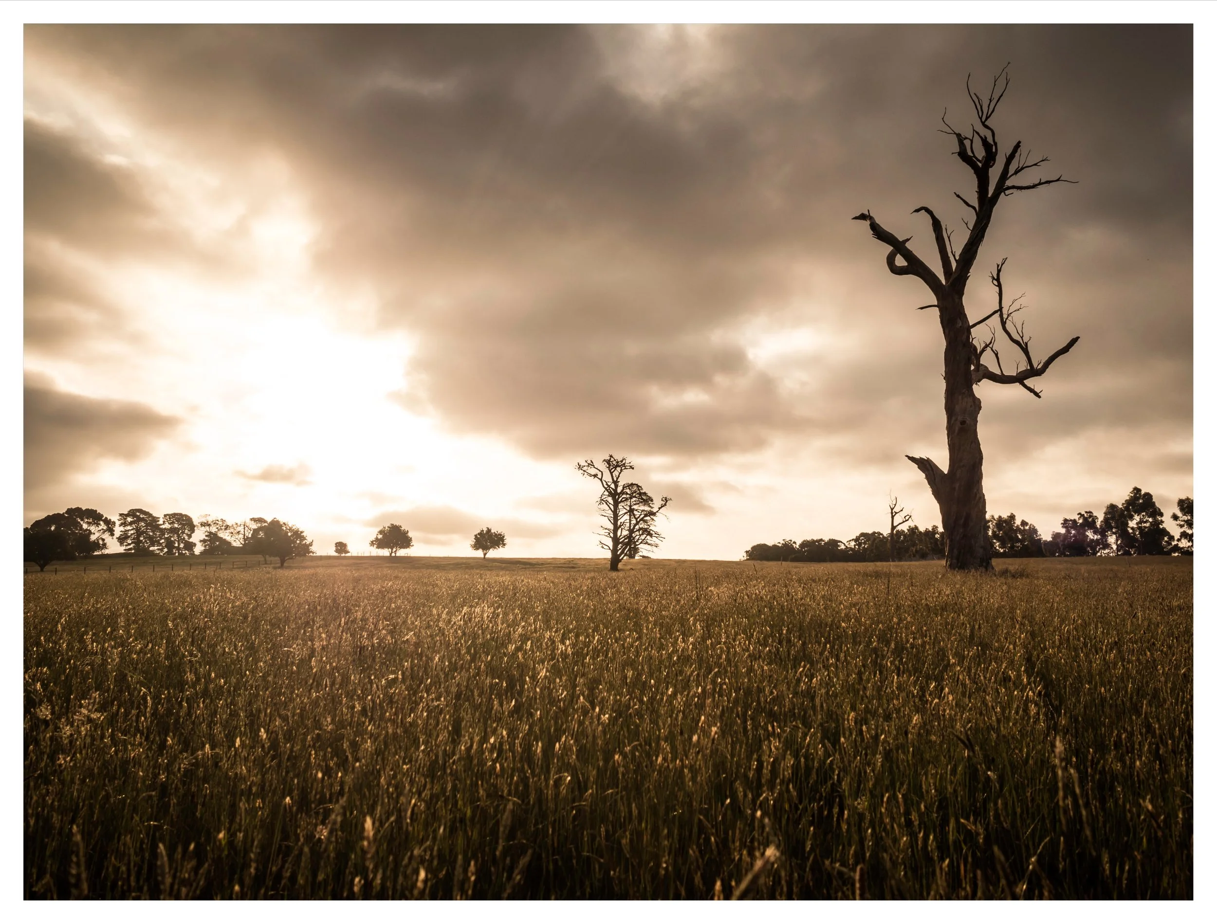 Day%20134%20-%20Farmland%20at%20sunset Edited.jpg