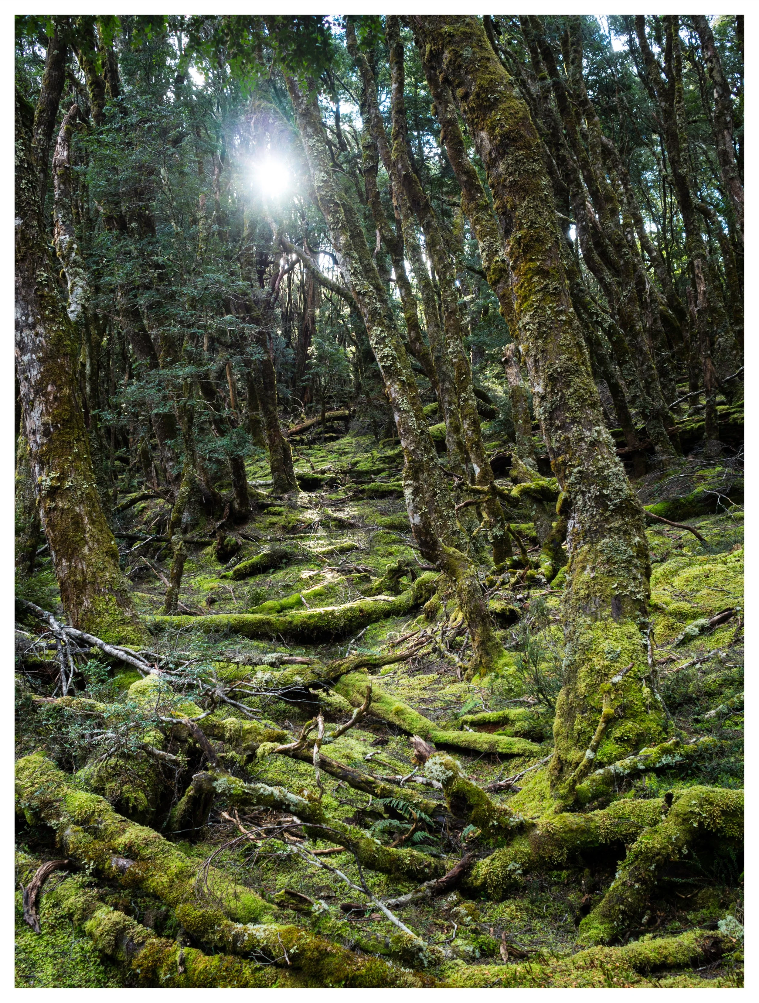 Tassie98%20POTD2 Edited.jpg