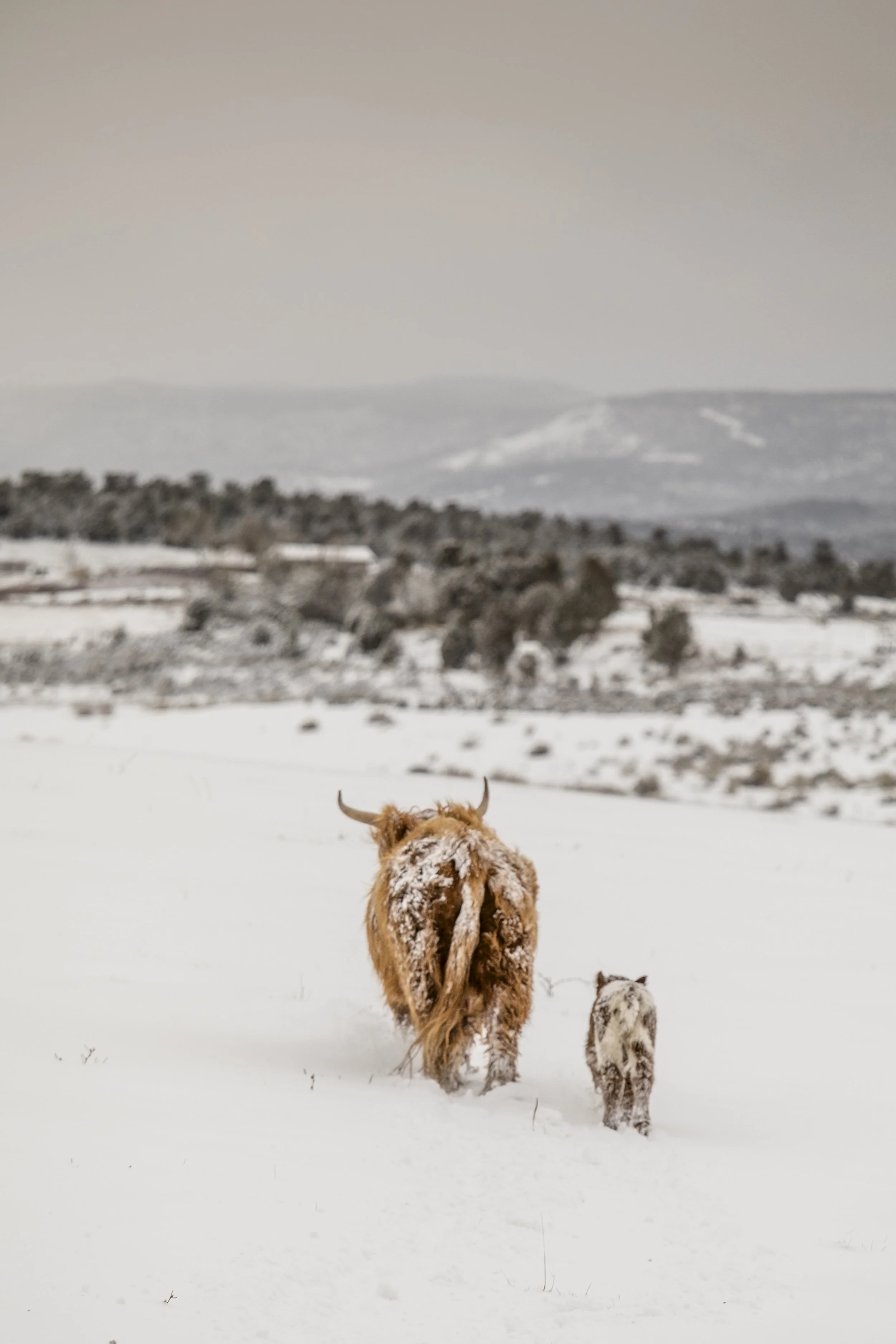 A brown and white Highland cow and a calf walking in a snow-covered field with a snowy landscape and mountains in the background.