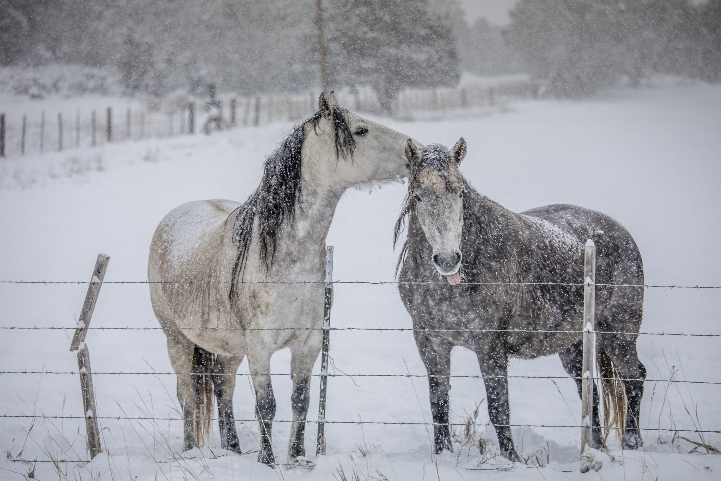 Two horses standing behind a barbed wire fence in a snowy field during a snowstorm, one horse nudges the other.