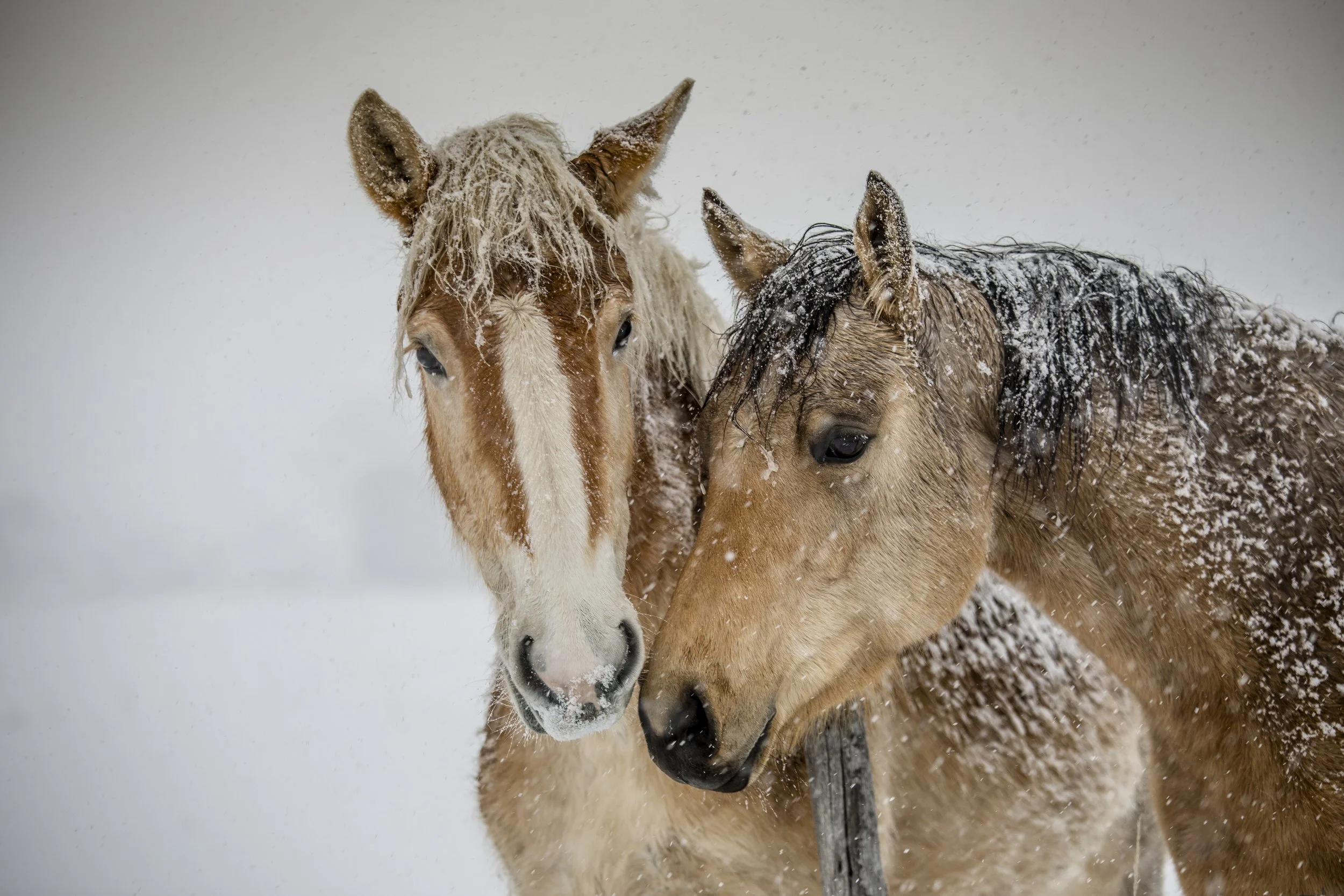 Two horses in a snowy landscape, close up of their faces, with snow on their manes and faces.