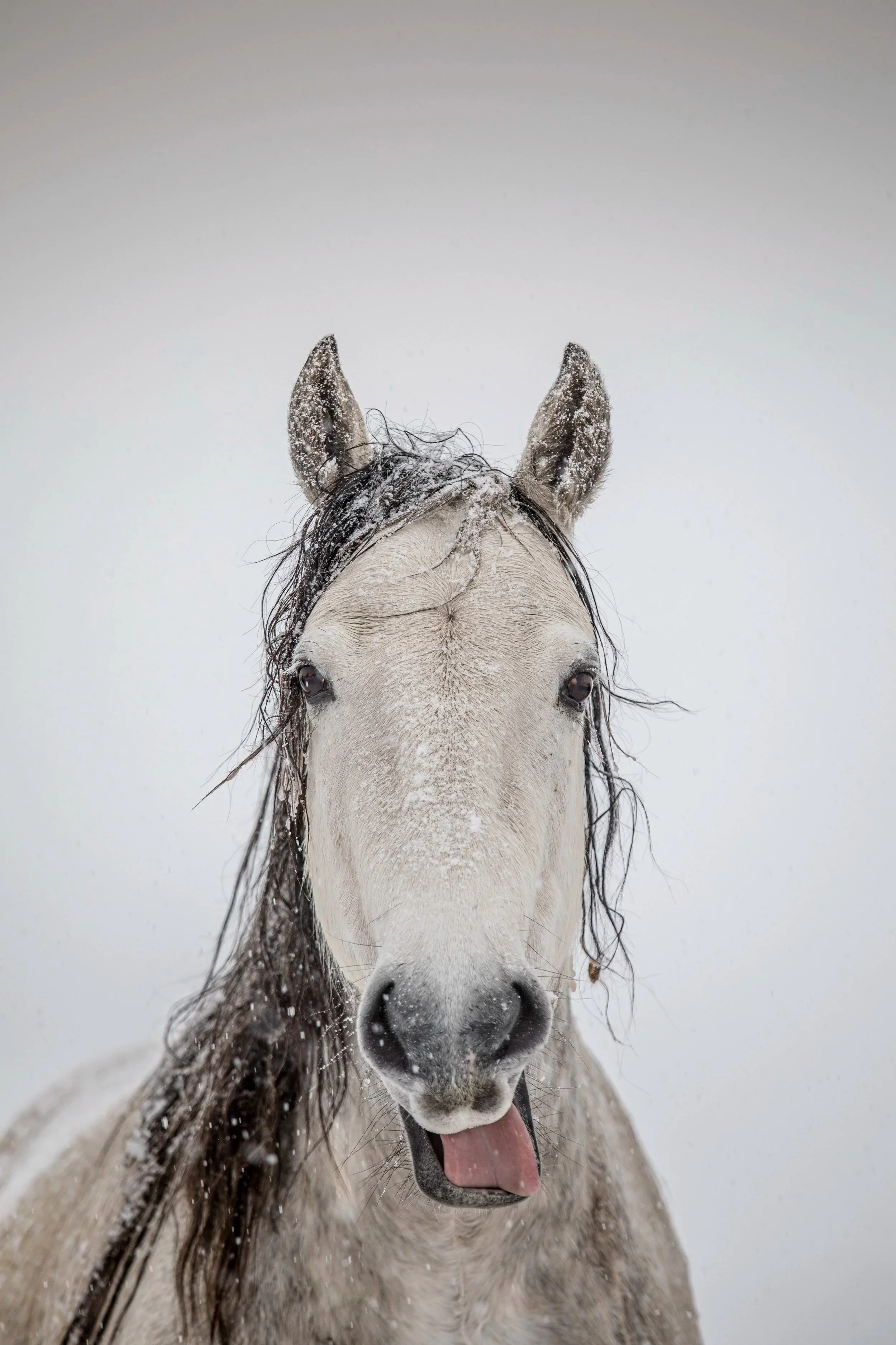 A white horse with snow on its face and ears, with its tongue sticking out, standing in a snowy environment.