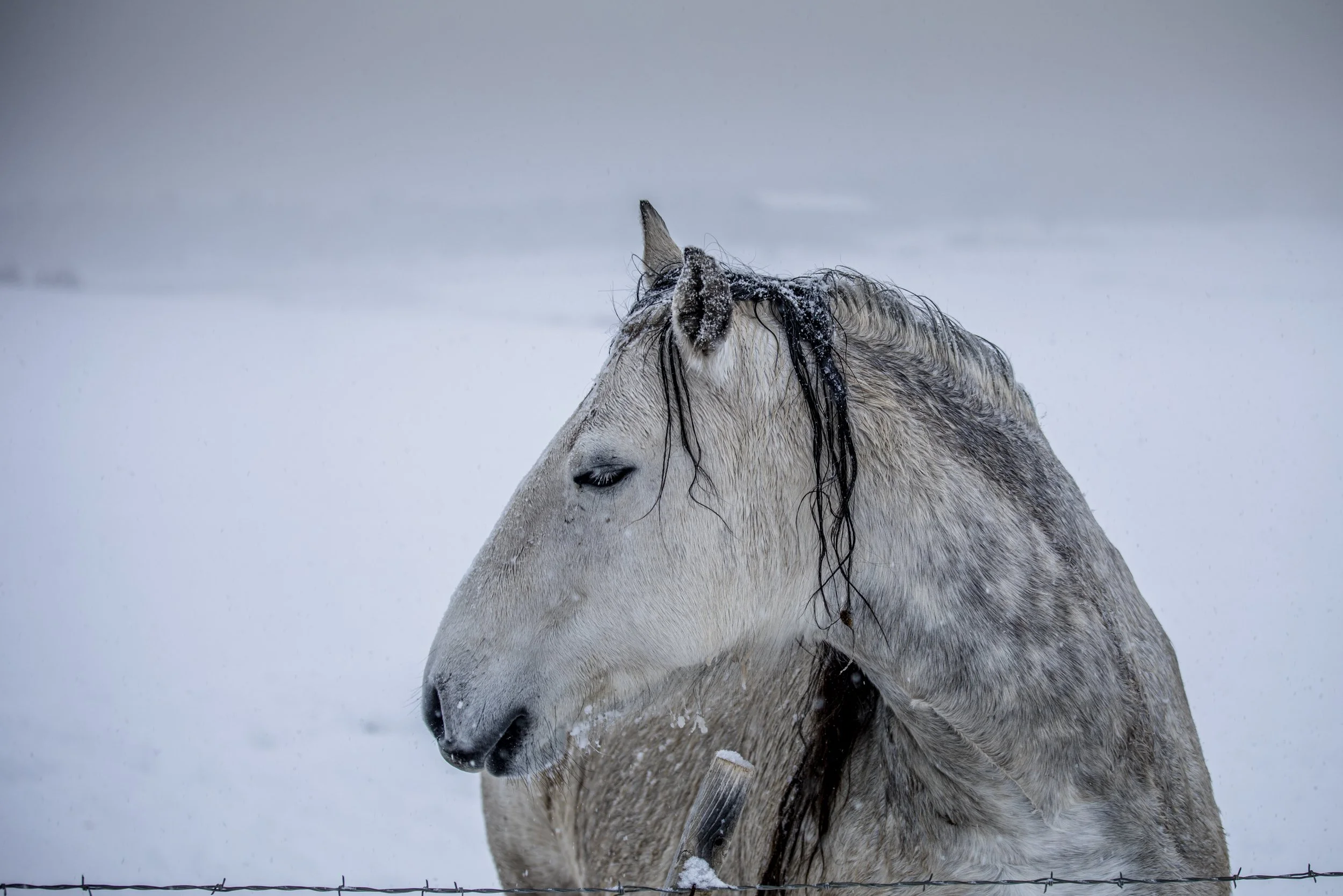 A white horse with a dark mane standing in a snowy landscape with its eyes closed, possibly resting or in a calm state.