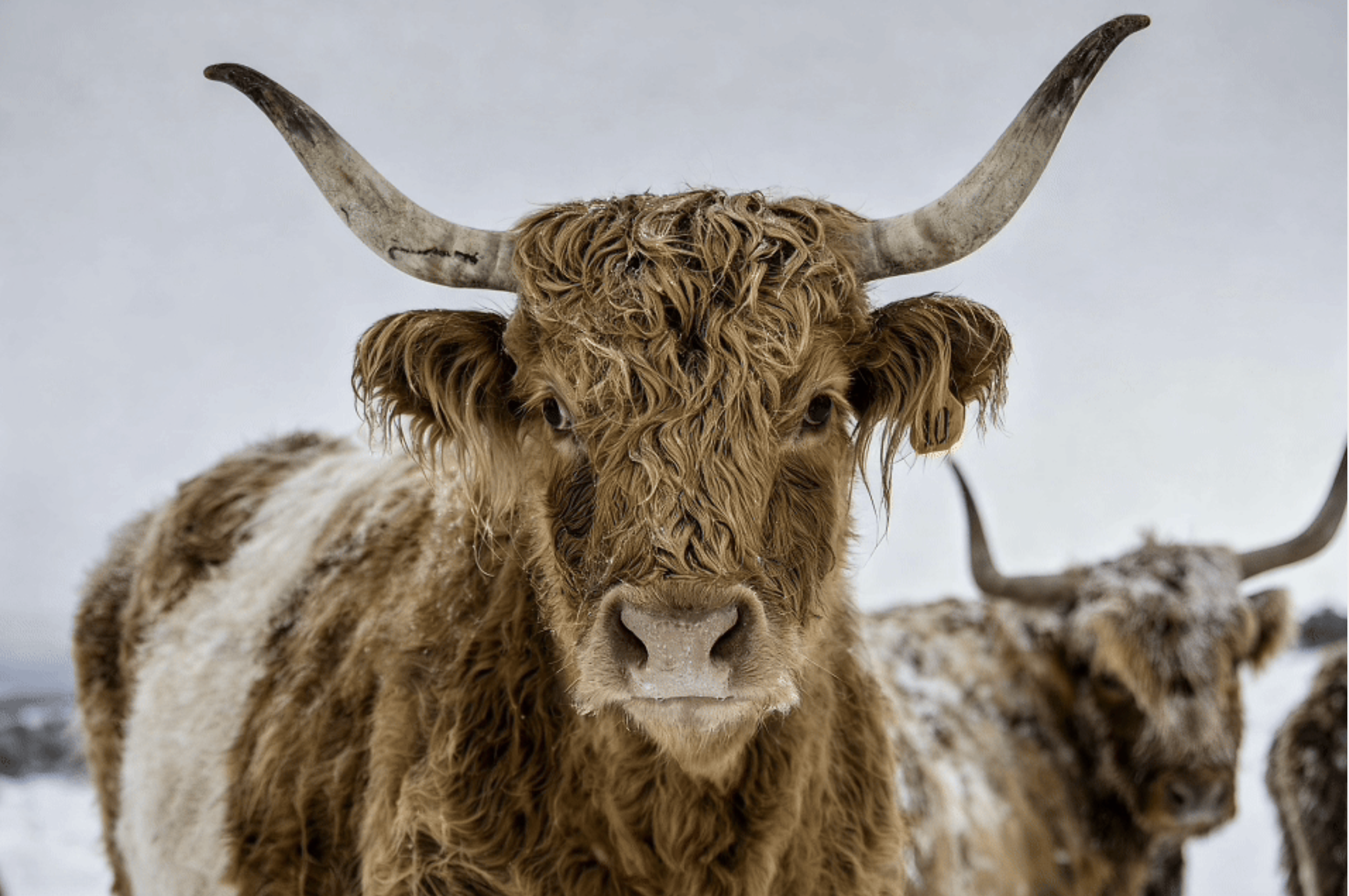 Close-up of a Highland cow with long, curly hair and large curved horns, with other Highland cows blurred in the background, on a snowy landscape.