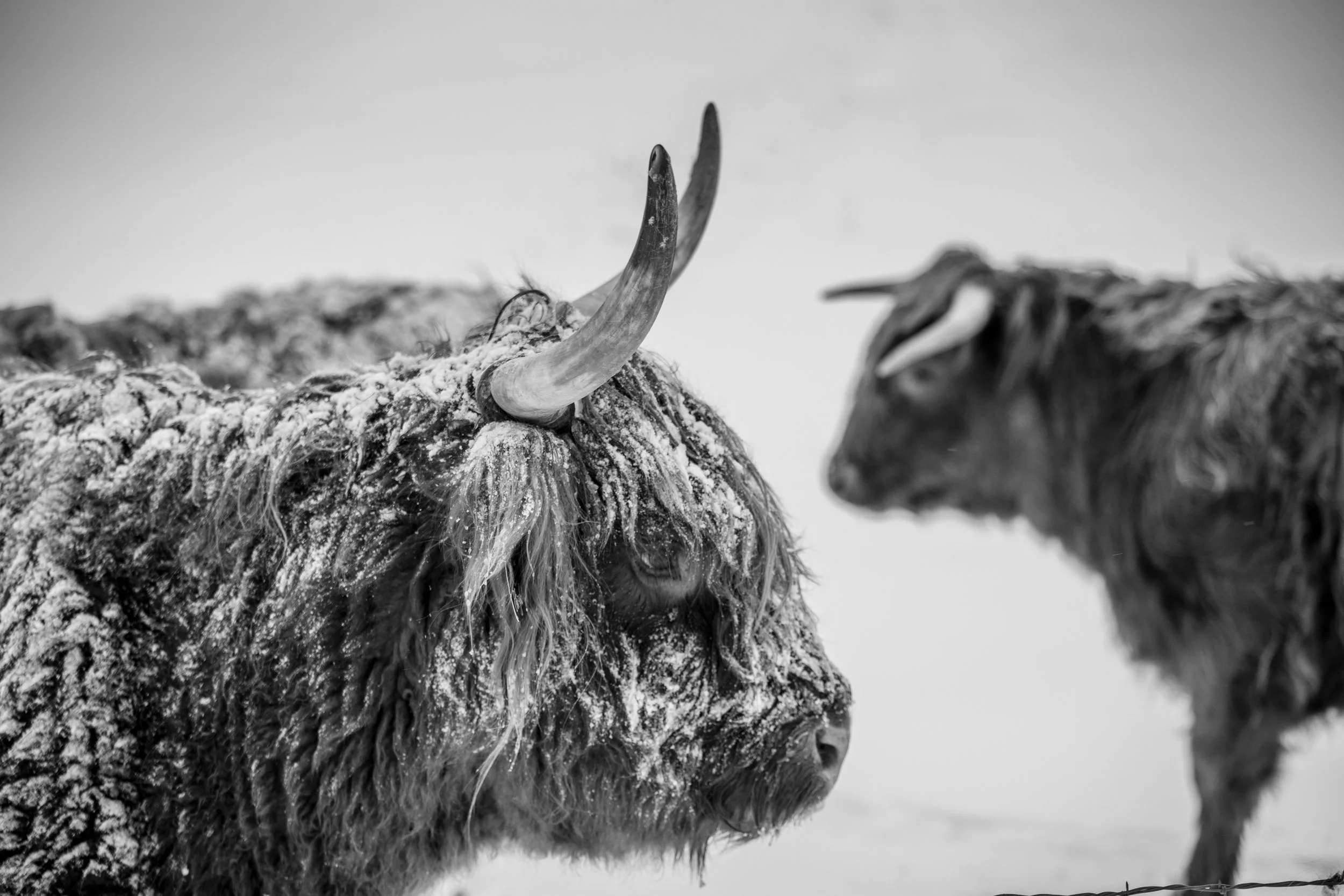 Black and white photo of a musk ox covered in snow facing a mountain goat, also covered in snow, with the background blurred.