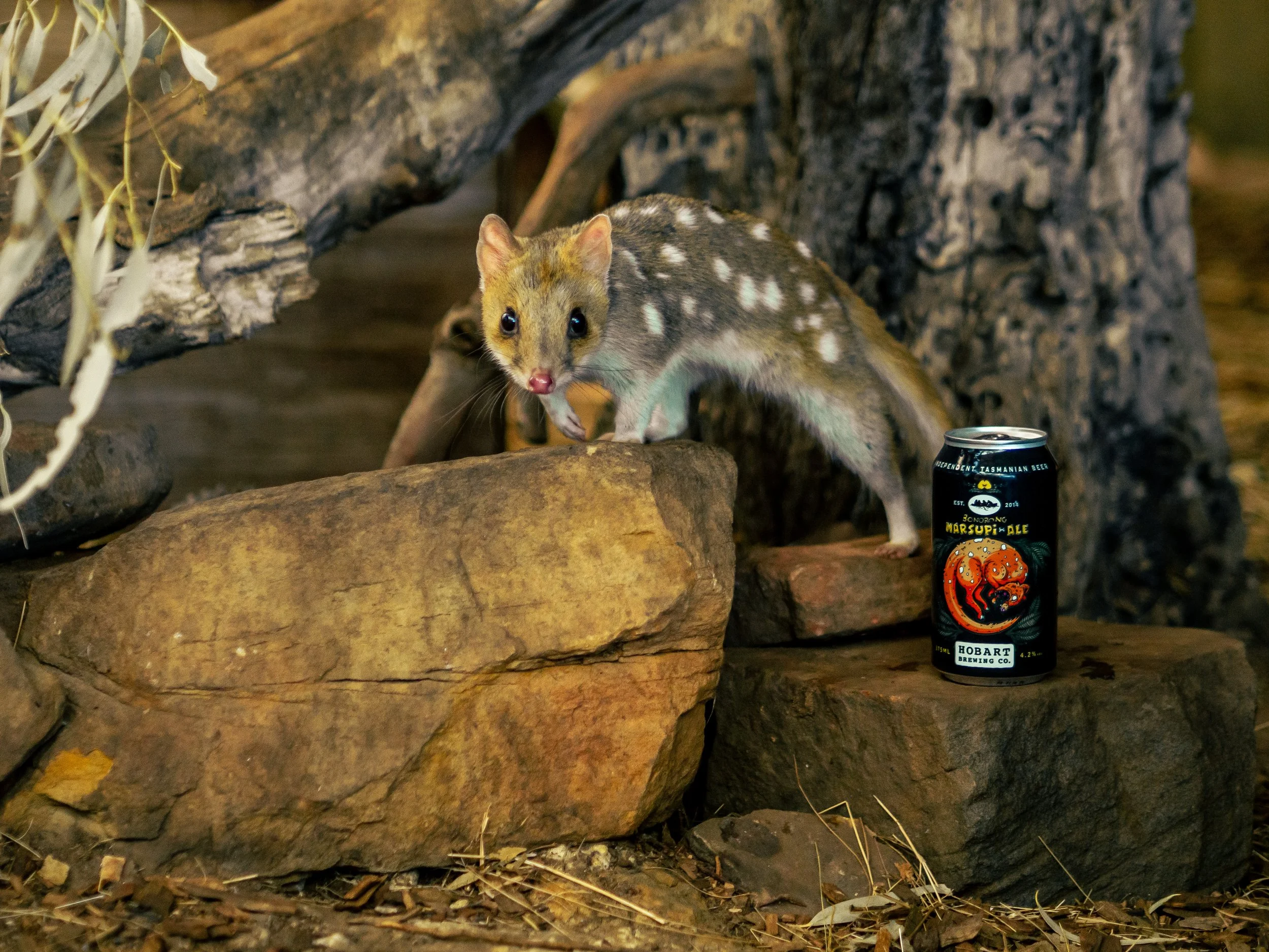 A tasmanian spotted quoll on a rock next to a can of Hobart Brewing Co. Marsupi-Ale, with a background of bark and dried leaves.