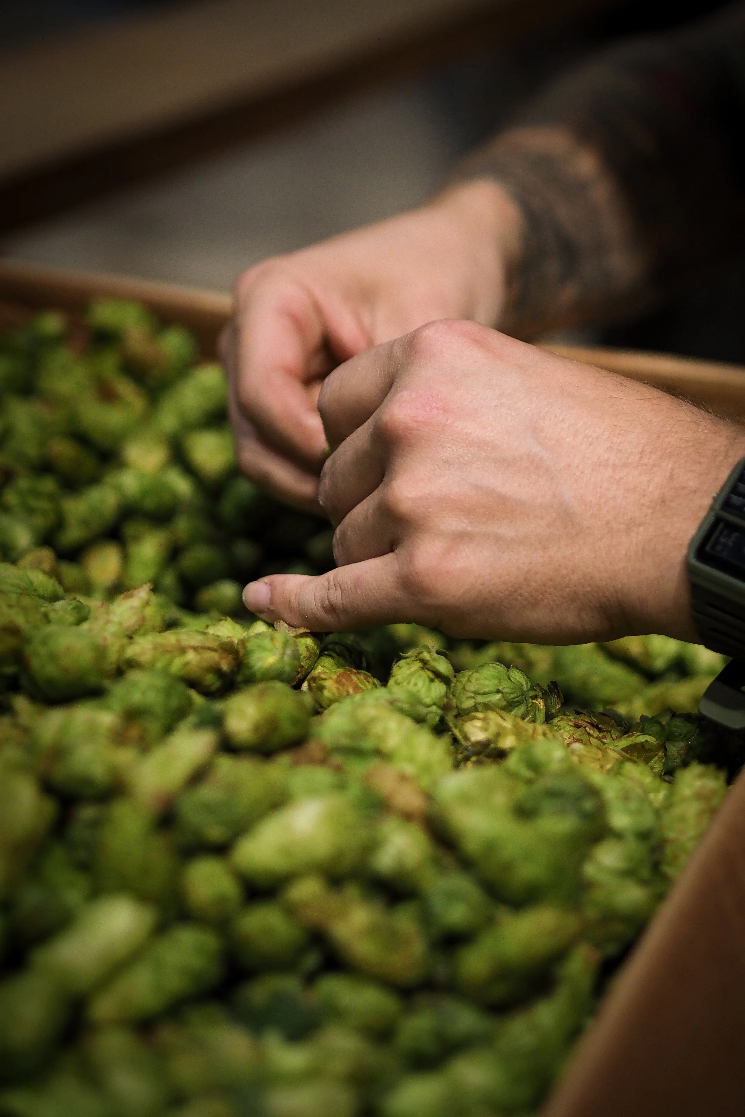 Hands sorting or inspecting green hops in a large container