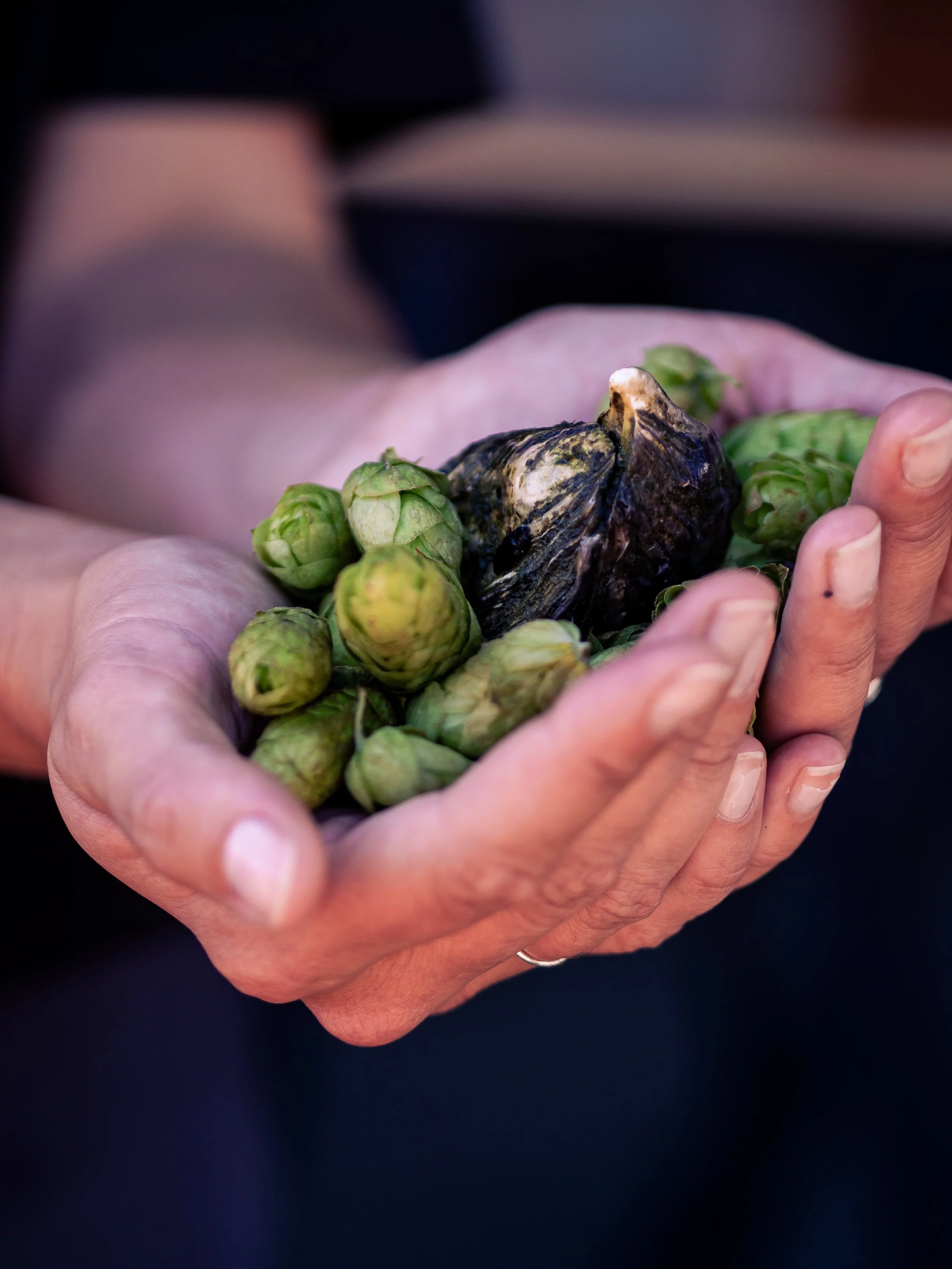 Close-up of hands holding a bunch of fresh green tasmanian hops, with one fresh tasmanian oyster