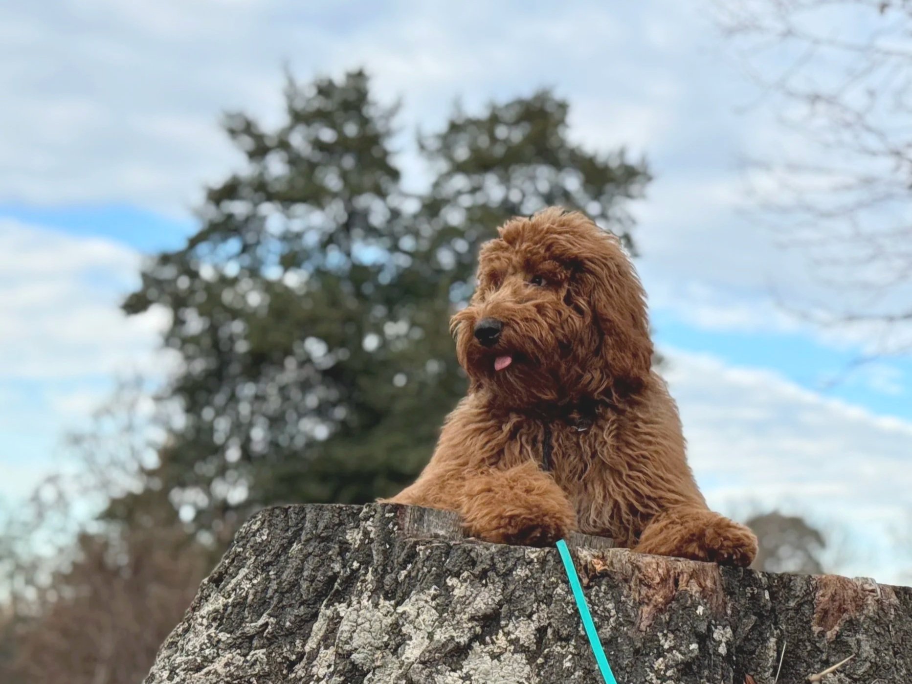 Image of a tan shaggy dog sitting on a tree stump. The camera is angled up to capture a blue ski with some clouds.