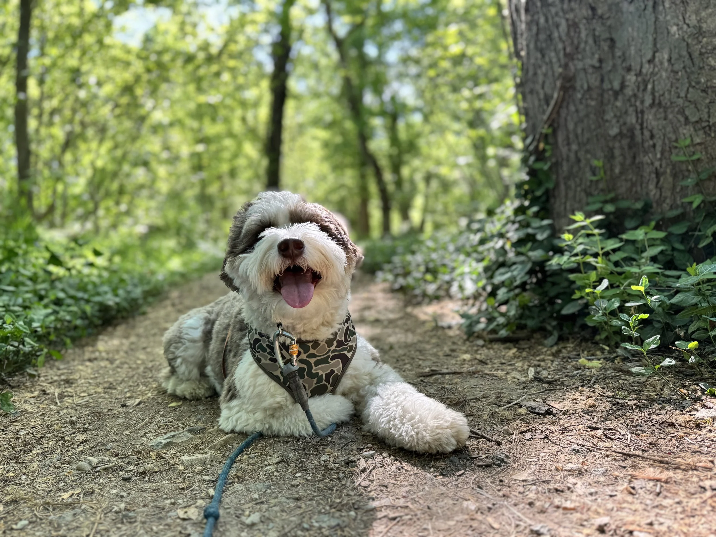 Image of puppy with a camo bandana. The puppy is laying on the group on a hiking path,