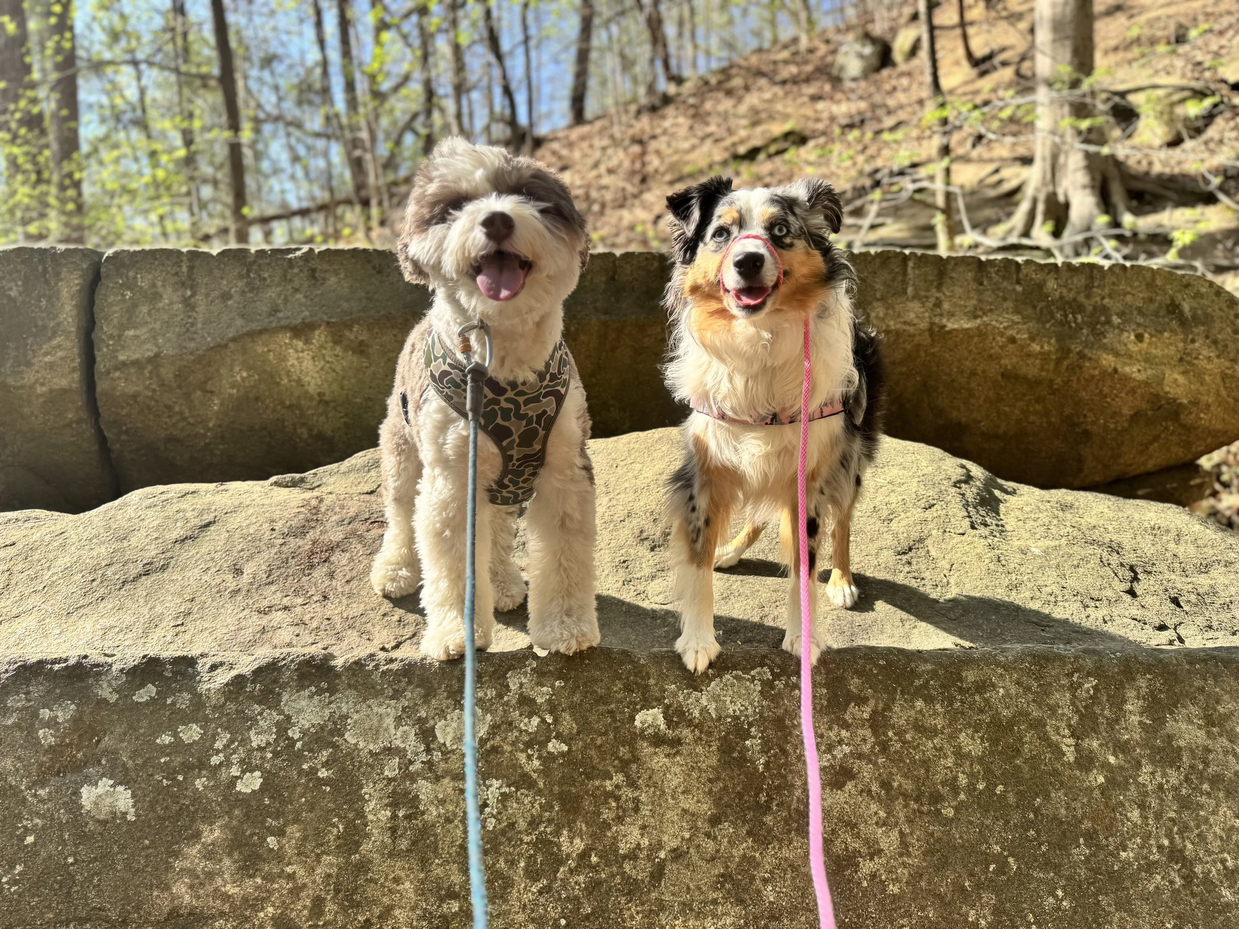 Dog on left has a camo bandana and smiles at the camera next to an Australian Shepherd with a pink leash. Both are smiling at the camera while sitting on a rock during their hiking dog training session.