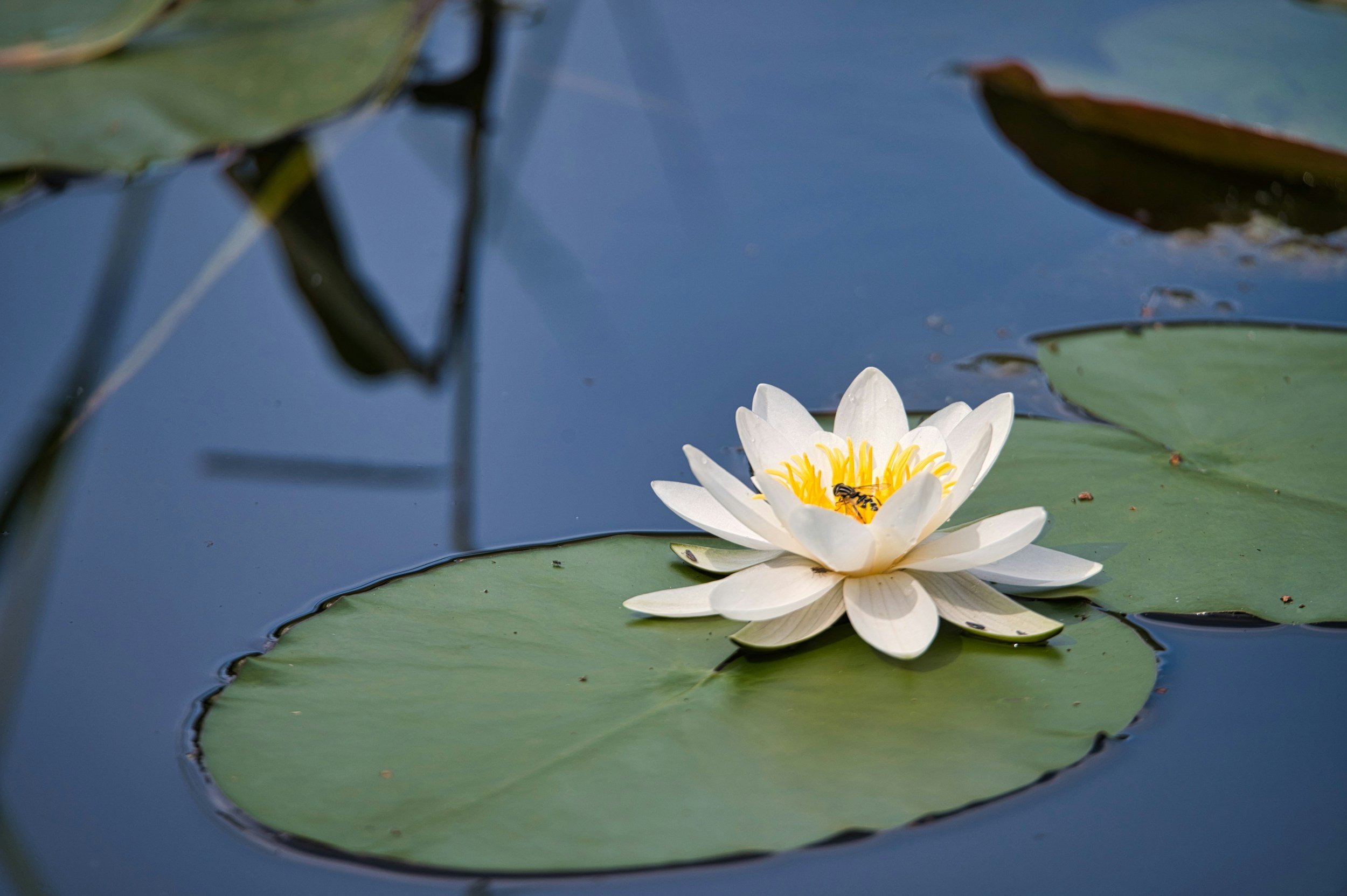 A white water lily with yellow stamens floating on a pond with green lily pads, with a bee on the center of the flower.