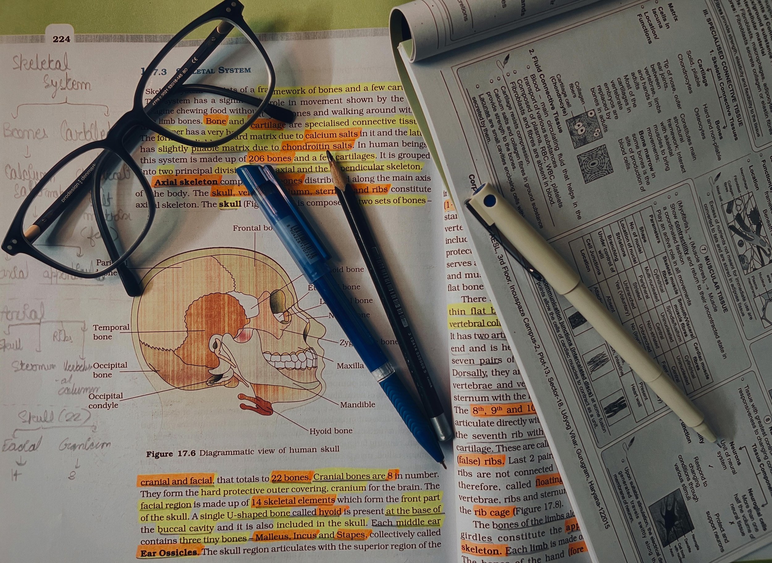 A study desk with a pair of glasses, a blue pen, a highlighter, and a pencil on open textbooks and notes about the skeletal system, including diagrams and highlighted text.