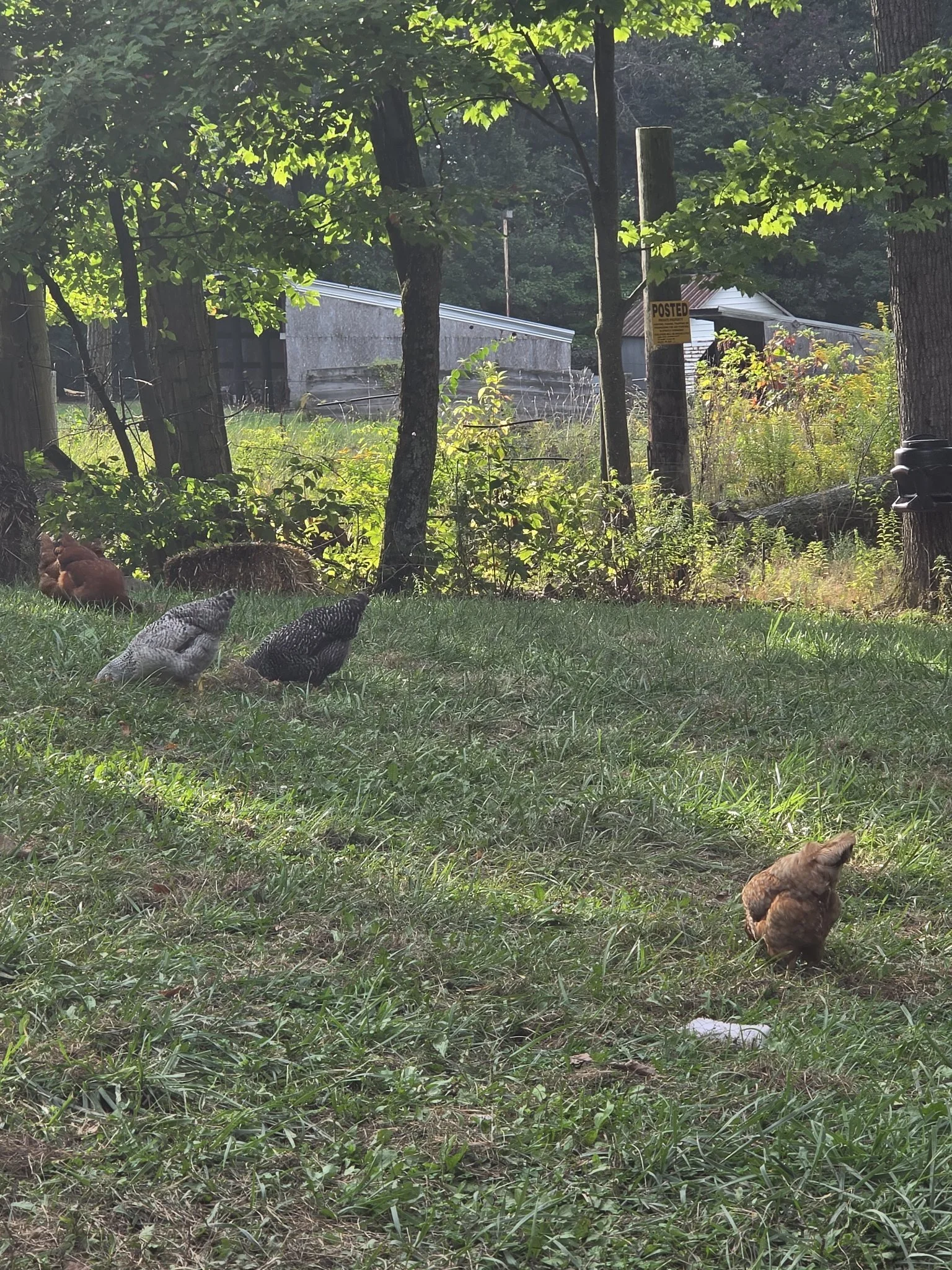 Pastured Meat Birds — Spring 2027 Pre-Order (10 Roasters)