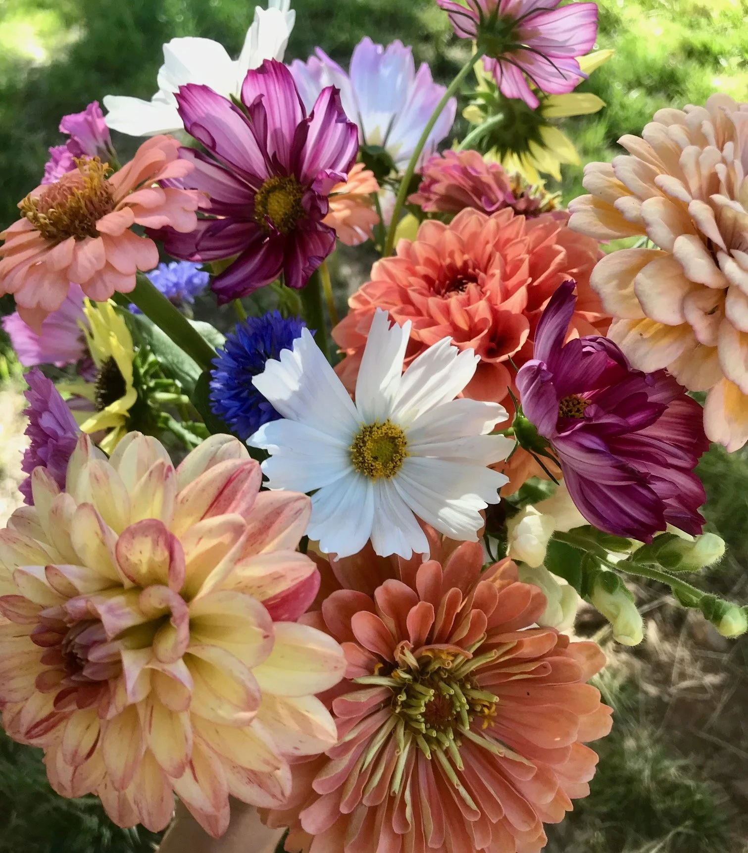 Fresh locally grown flowers in Shasta County Northern California