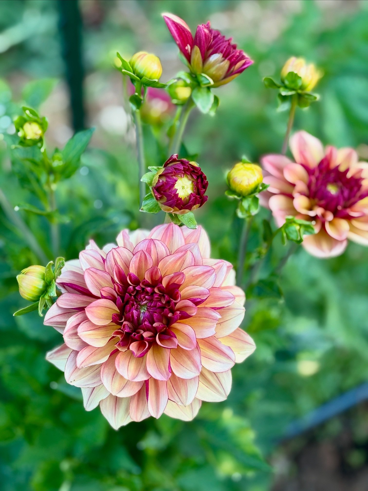 Dahlia cut flower florals wedding