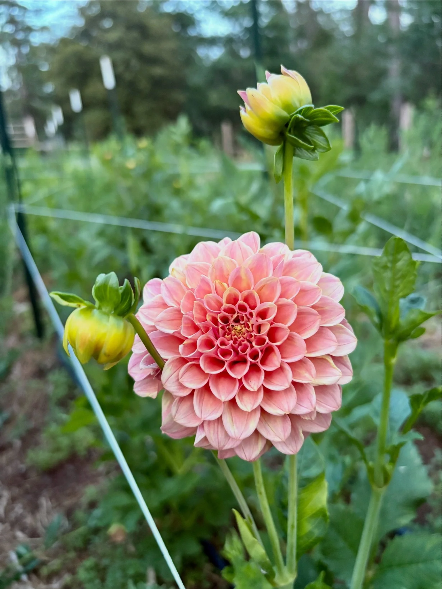 Dahlias and other cut flowers for weddings and events in Northern California. Wedding bouquet.