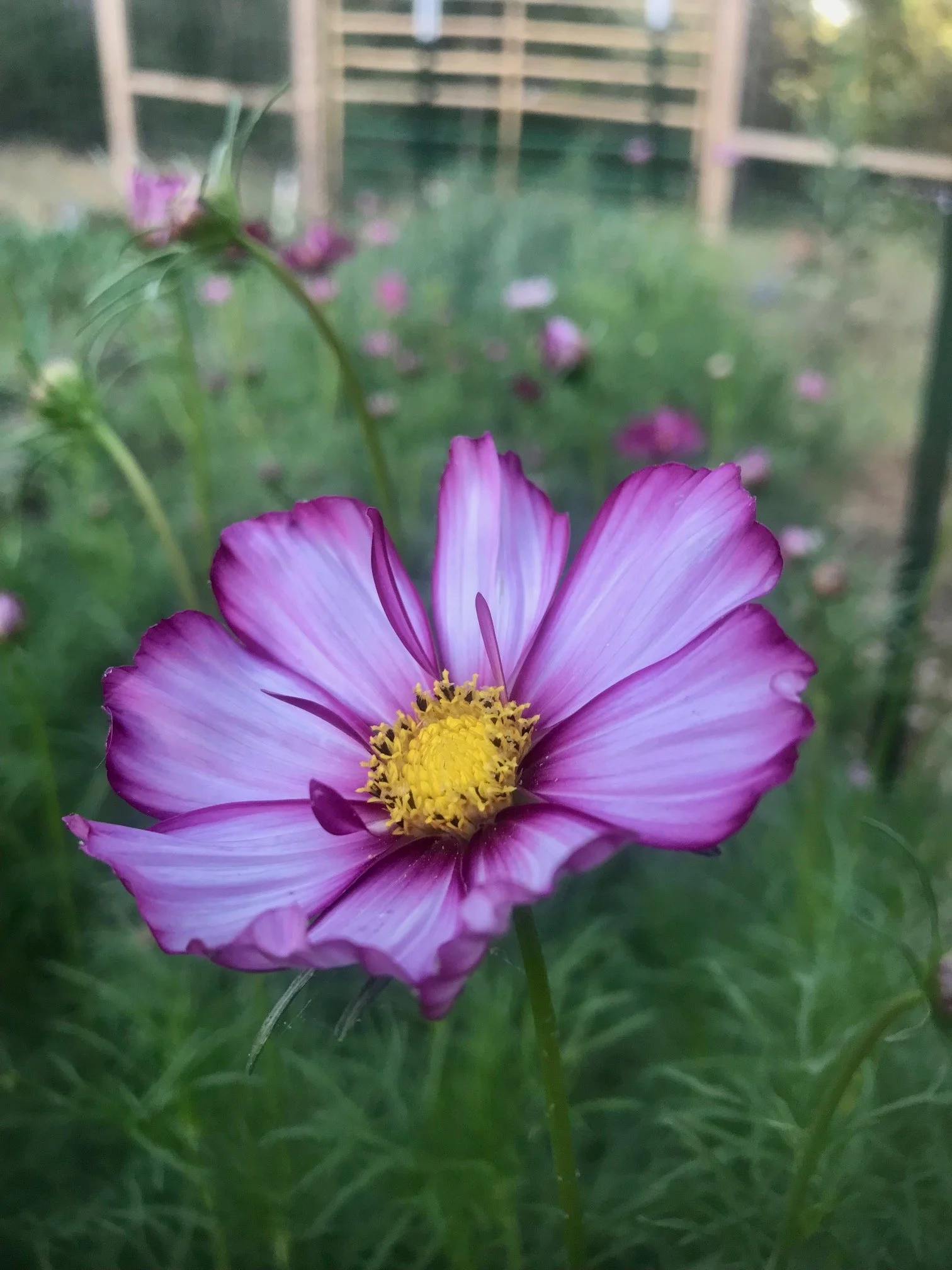 Local flower farm near Redding, serving all areas of Shasta County