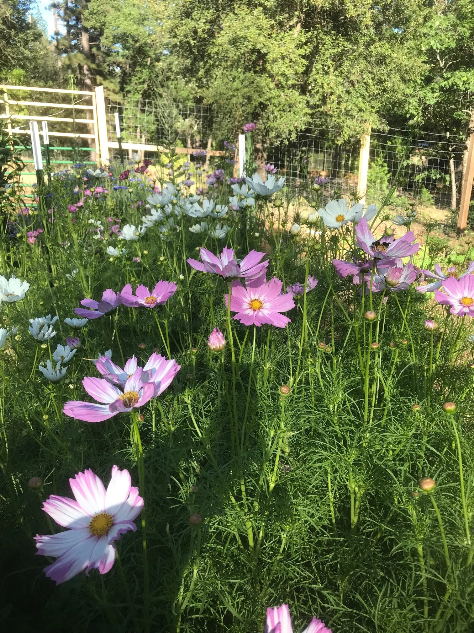 Beautiful unique flowers for weddings and events