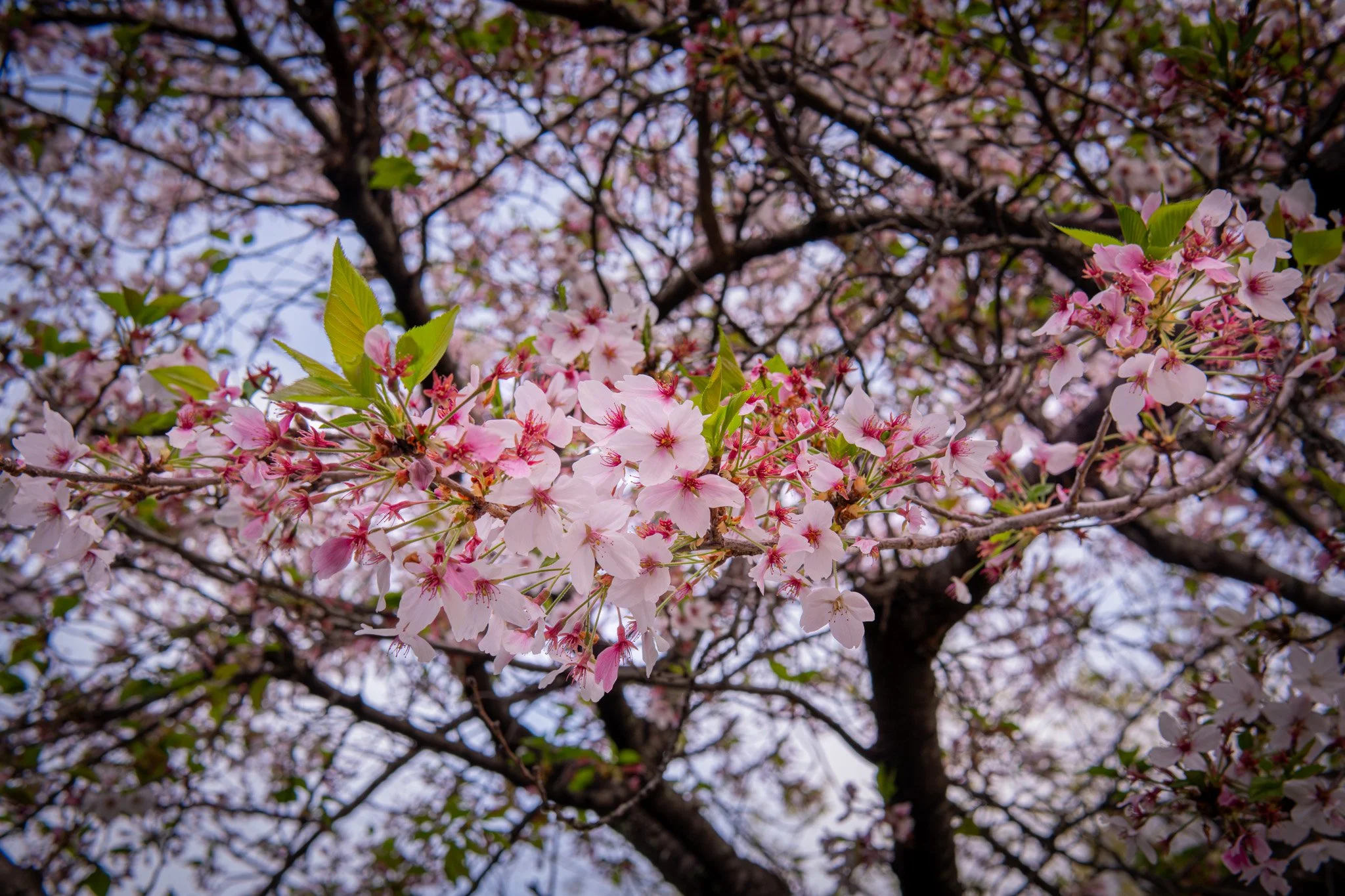 Kyoto By Bryan Higa 01912.jpg