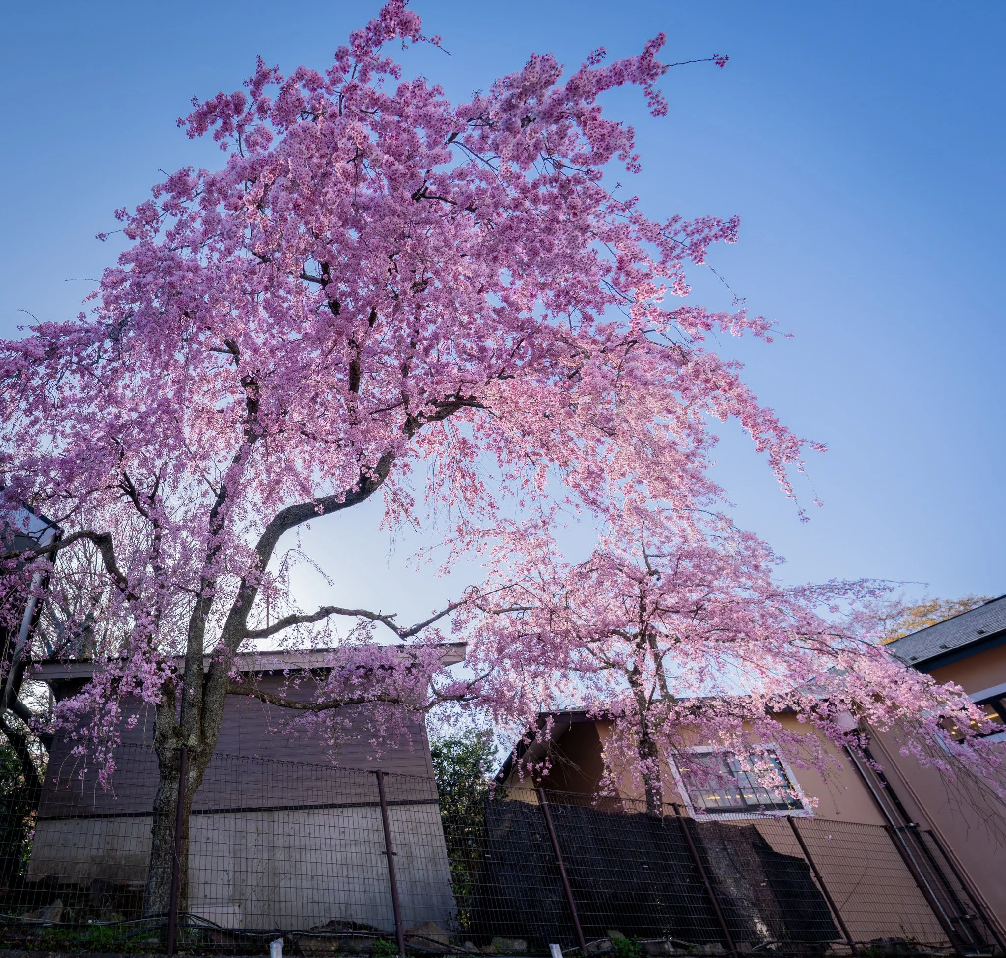 Hakone by Bryan Higa_BKH01998.jpg