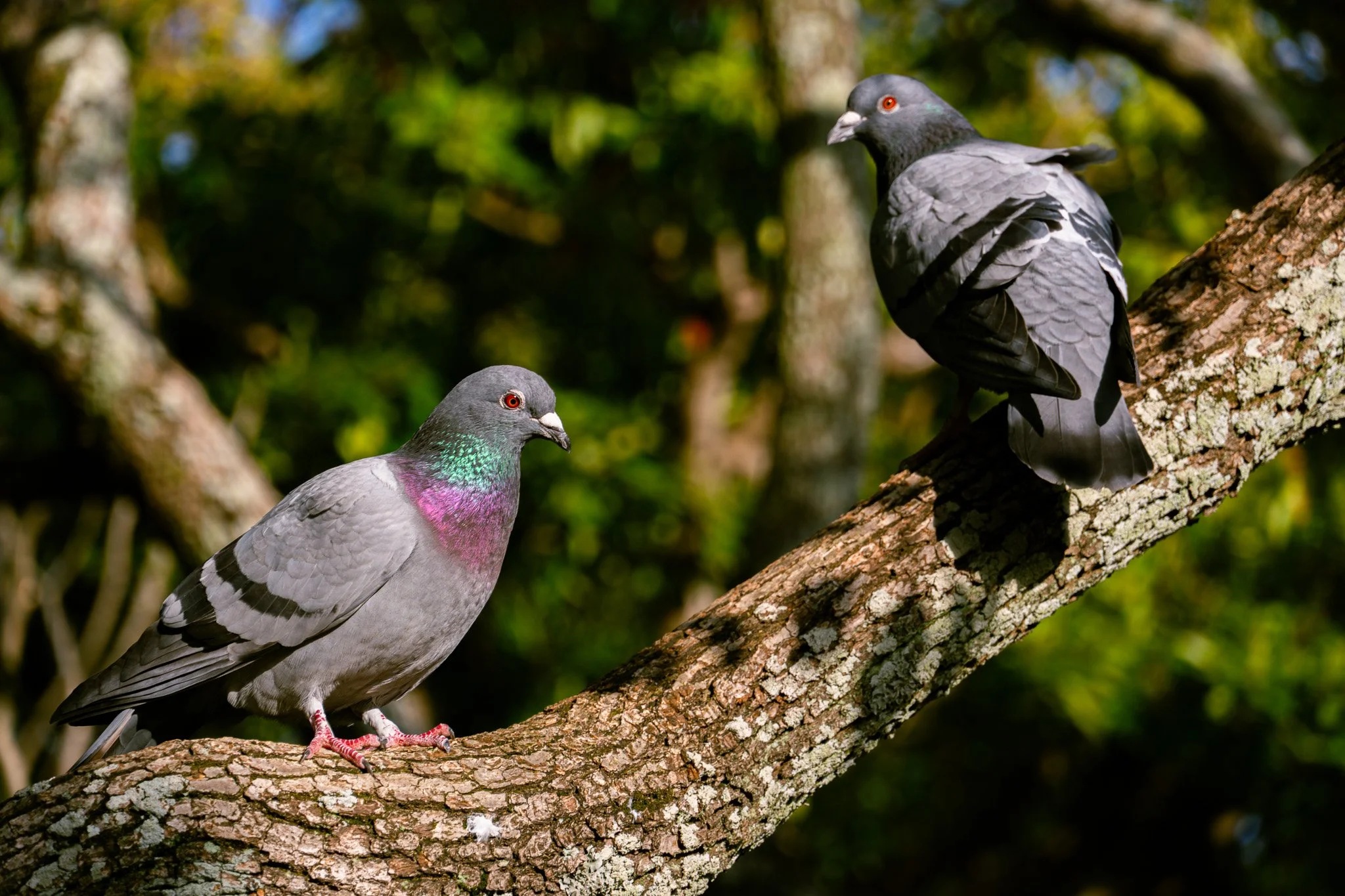 Chiba by Bryan Higa BKH02214.jpg