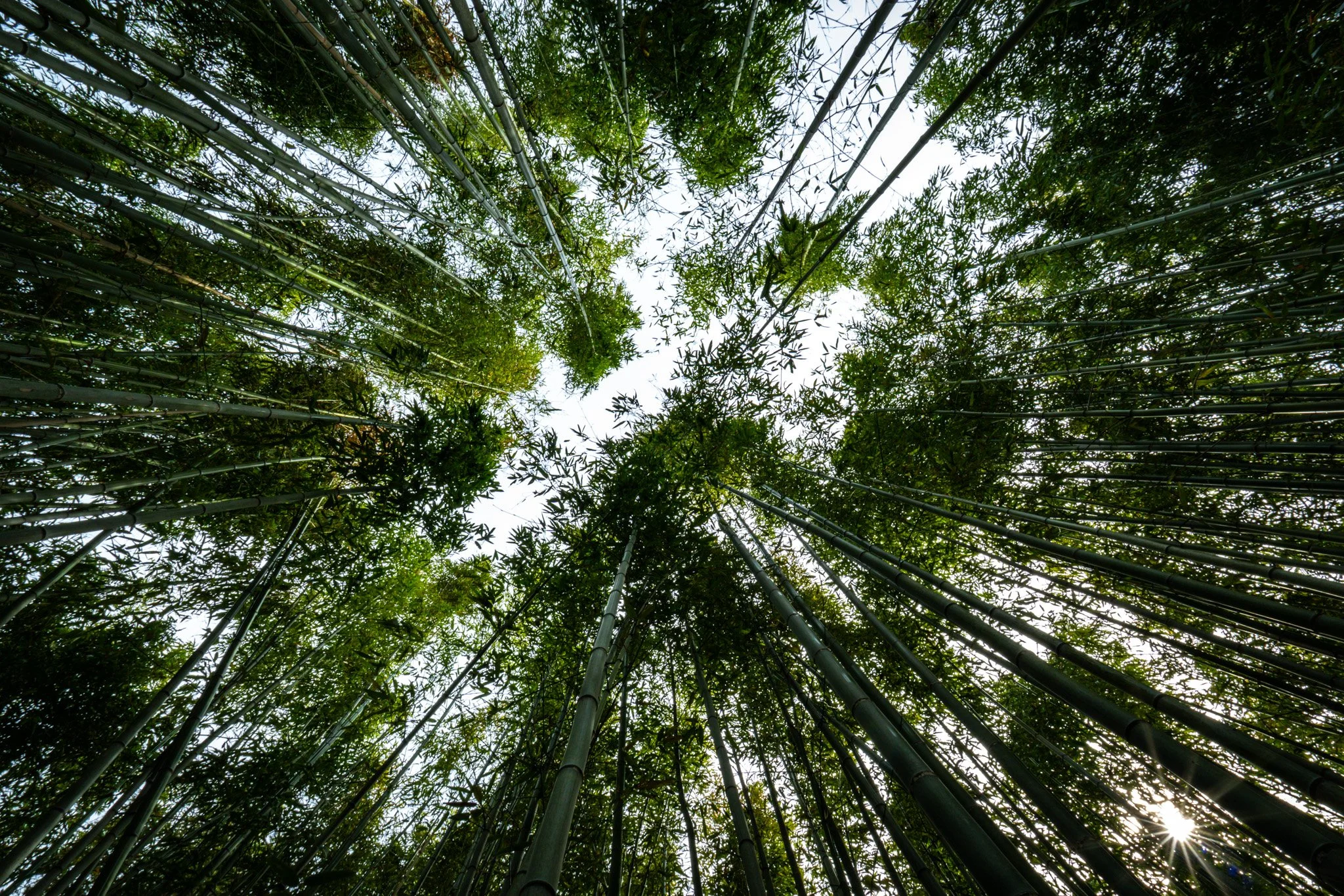 Kyoto By Bryan Higa 01495.jpg