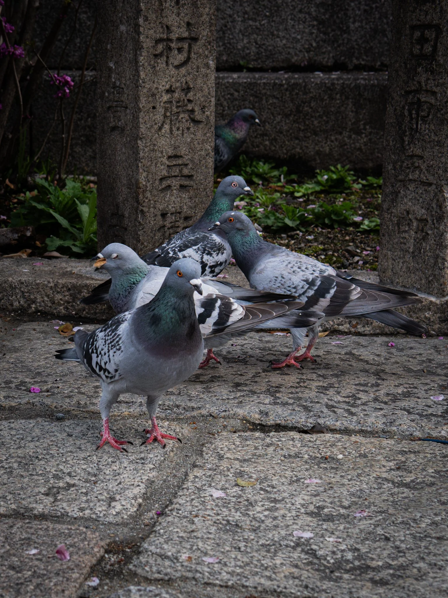 Kyoto By Bryan Higa 01908.jpg