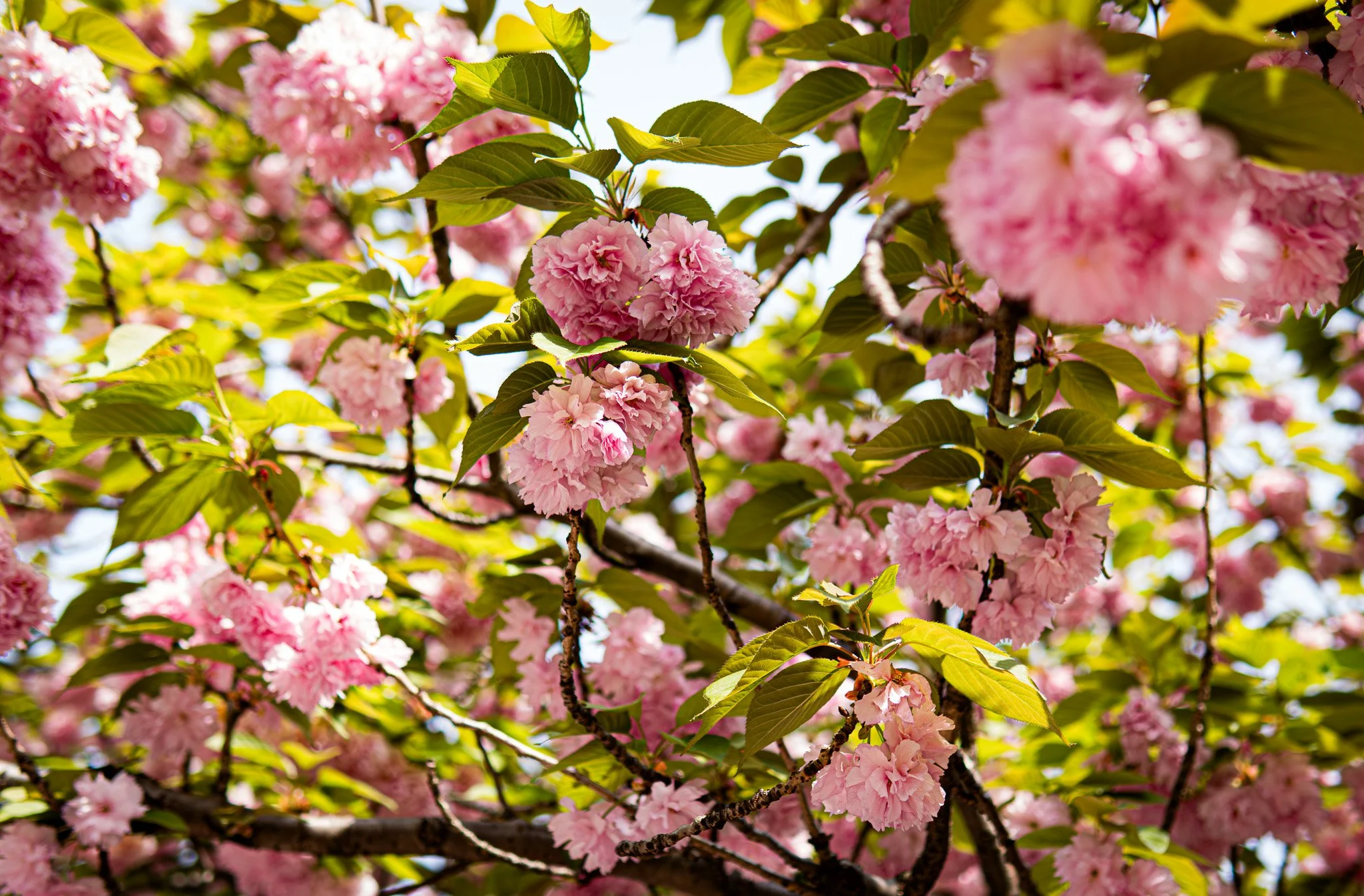 Chiba by Bryan Higa BKH02387-Enhanced-NR.jpg