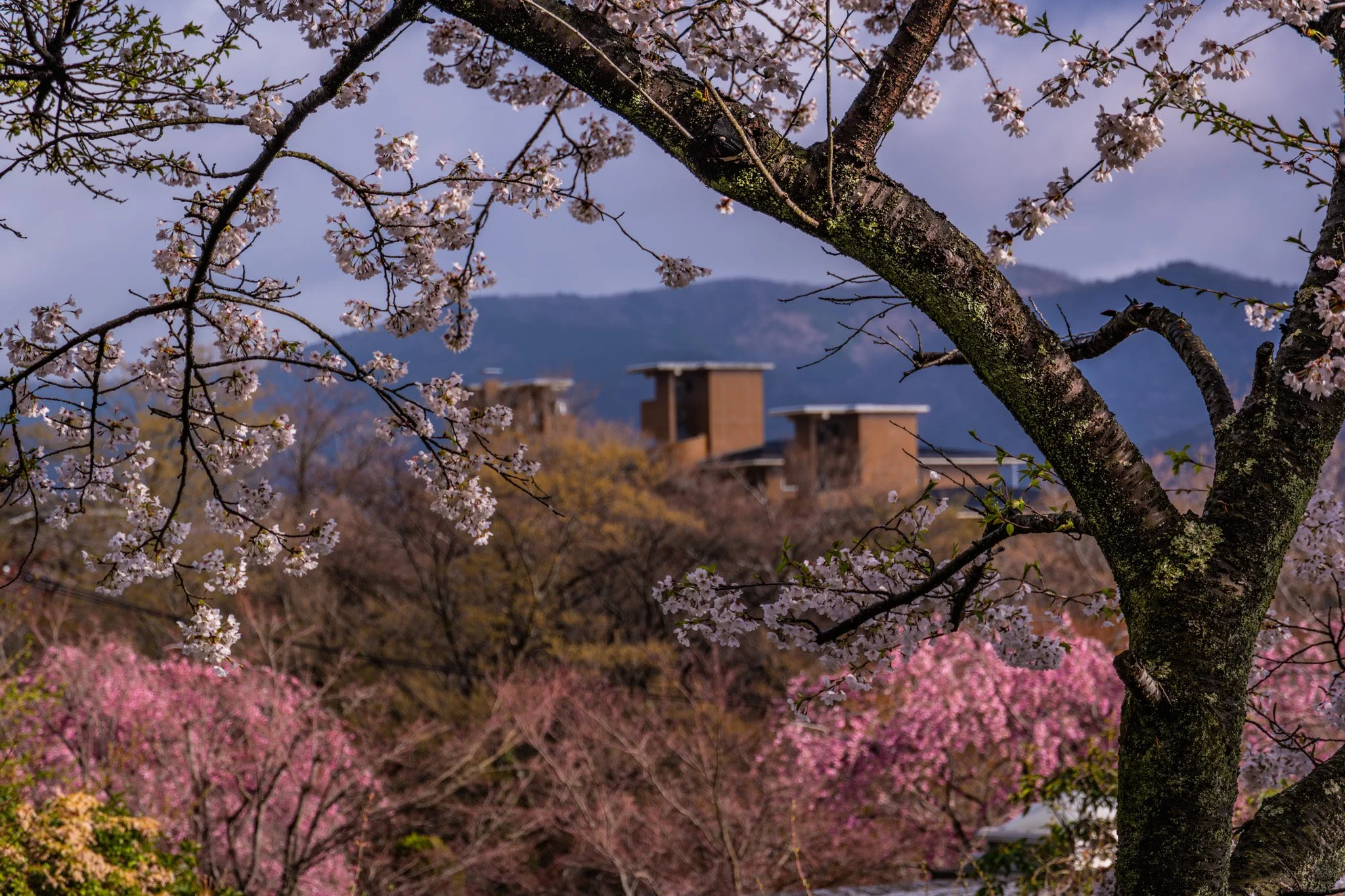 Hakone by Bryan Higa_BKH02036.jpg