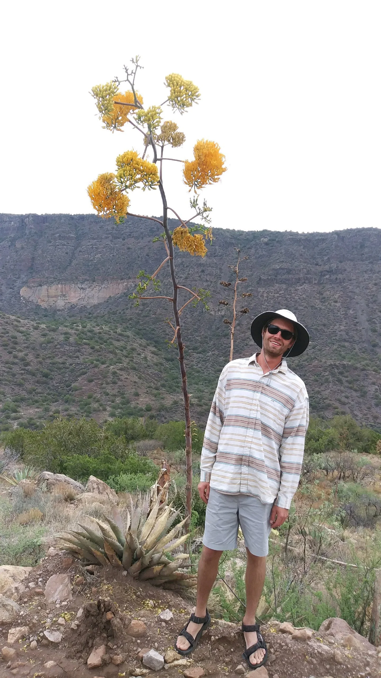 A man wearing sunglasses, a wide-brimmed hat, a striped long-sleeve shirt, and shorts, standing in a desert landscape with mountains in the background, next to a tall desert plant with yellow flowers.