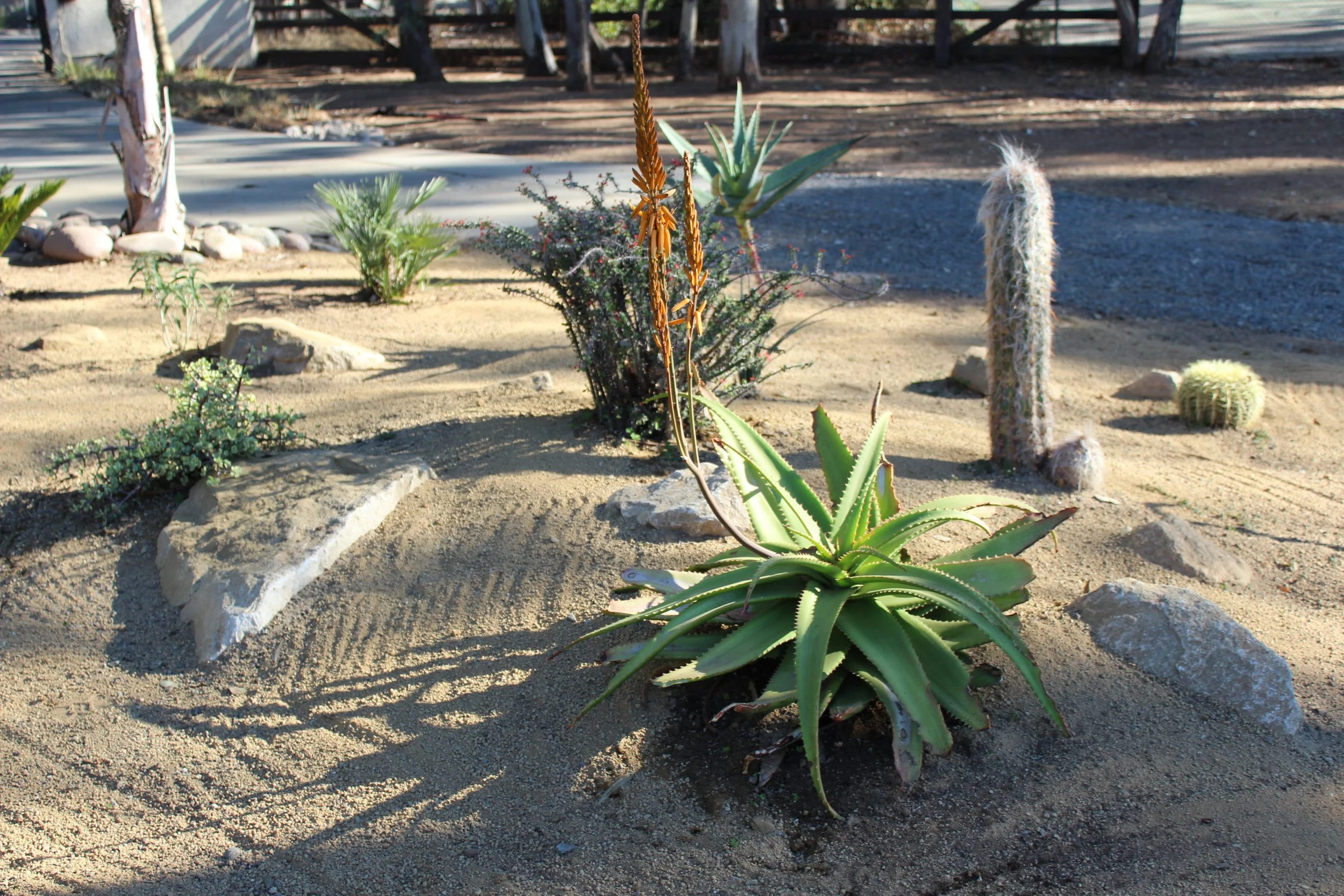Falbrook Aloe Angle.JPG