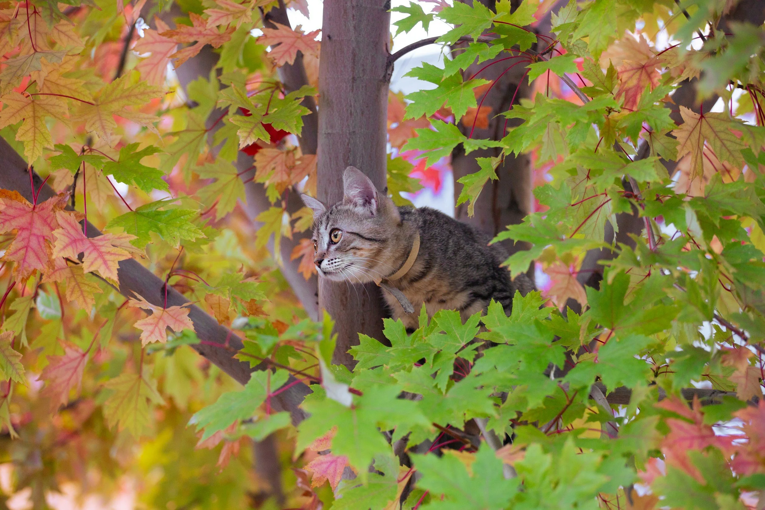 Pet Rescue & Snake Removal offered by Tree removal services Newport News, VA